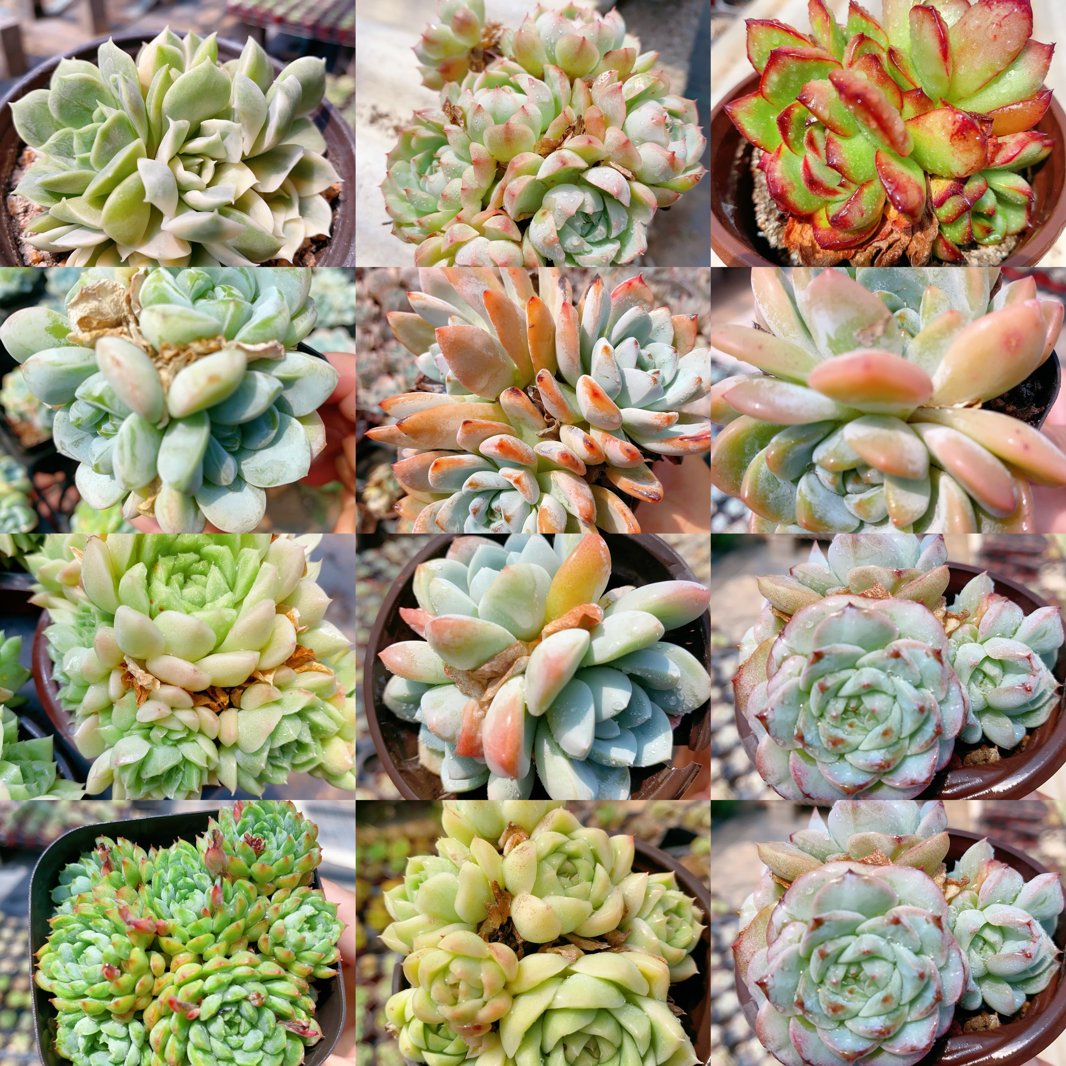 Echeveria Cluster – Vivian Horticultural