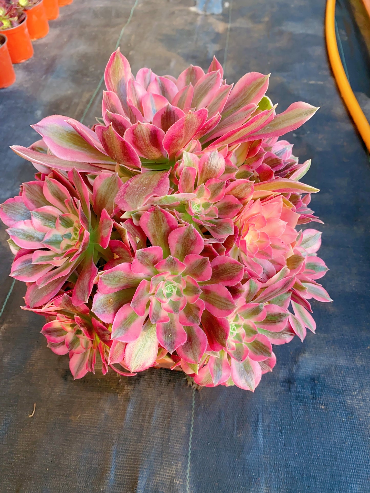 Pink Girl/粉女郎 Cluster At least 18 heads 30-40cm two years old