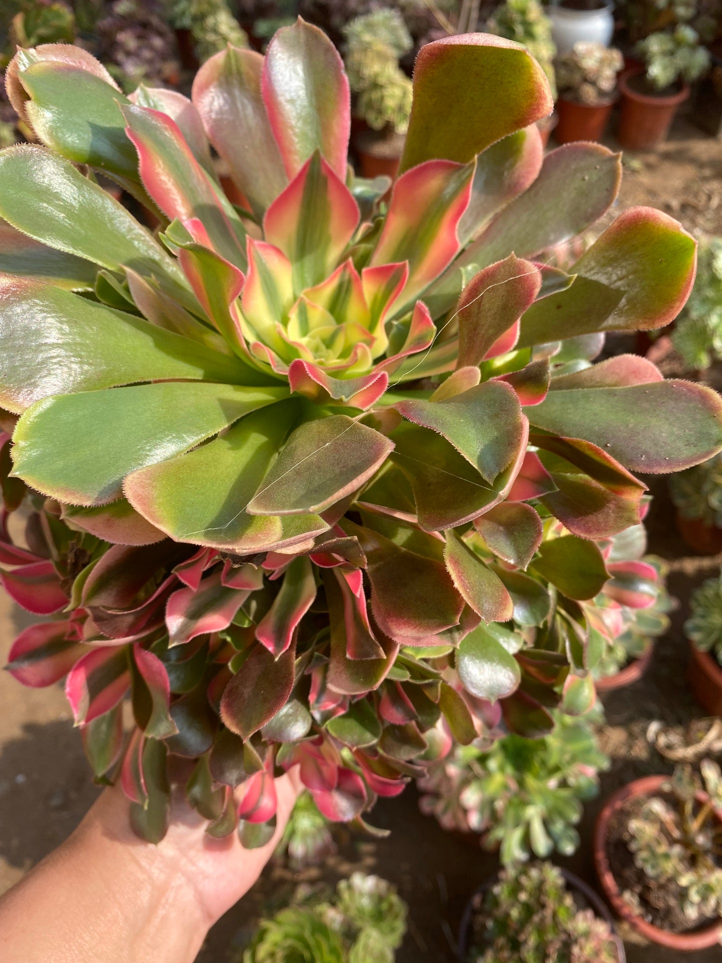 Princess/香妃 cluster 25-30cm at least 13 heads two years old