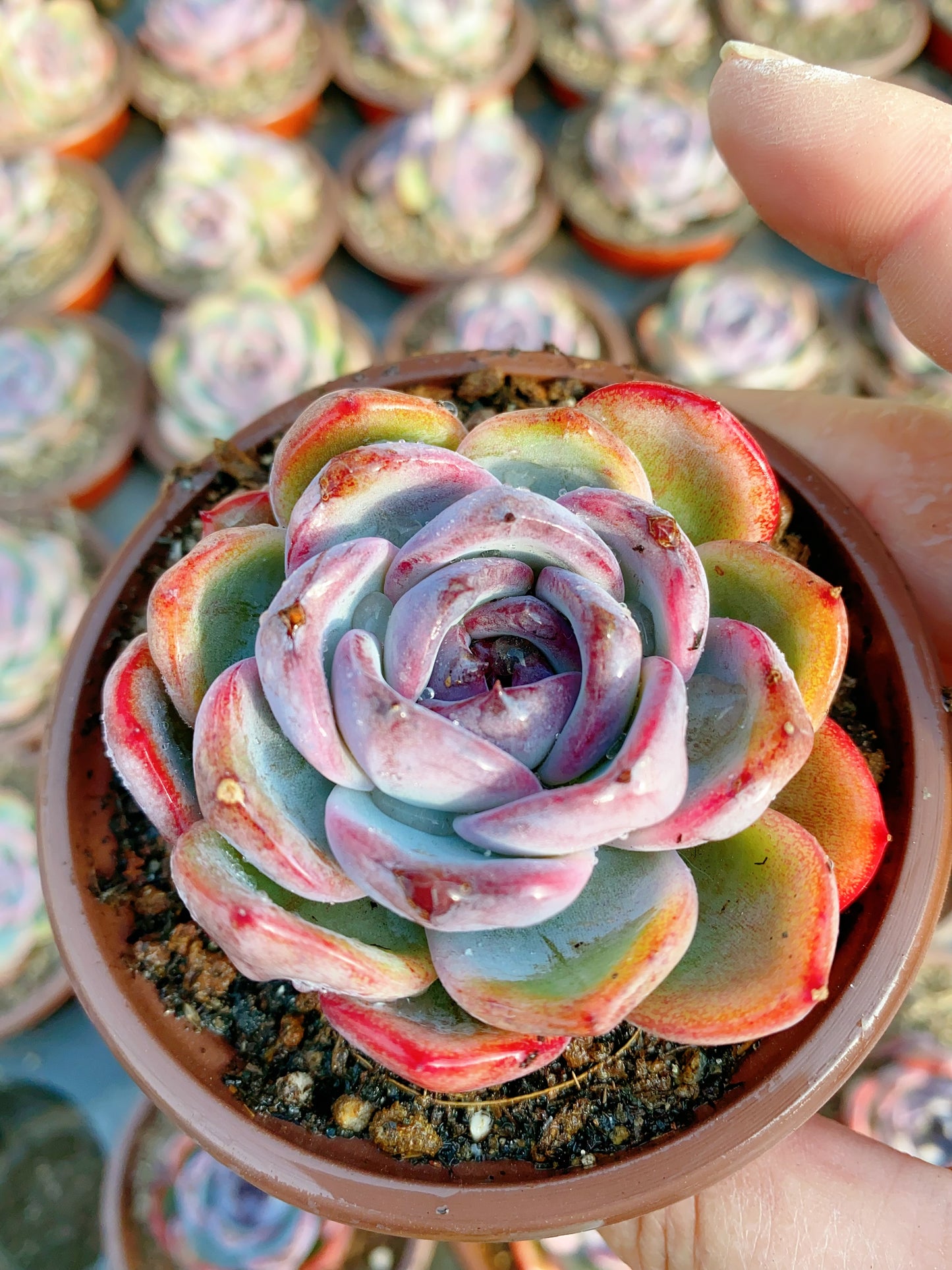 Black Orange Monroe/黑橙子 9cm pot