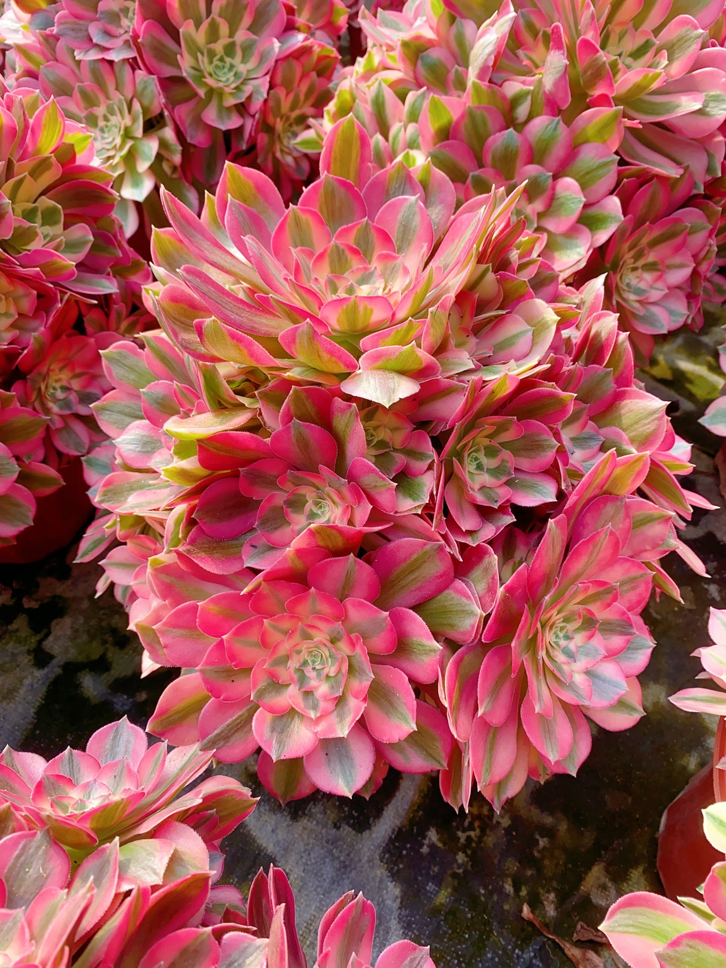 Pink Girl/粉女郎 Cluster At least 18 heads 30-40cm two years old