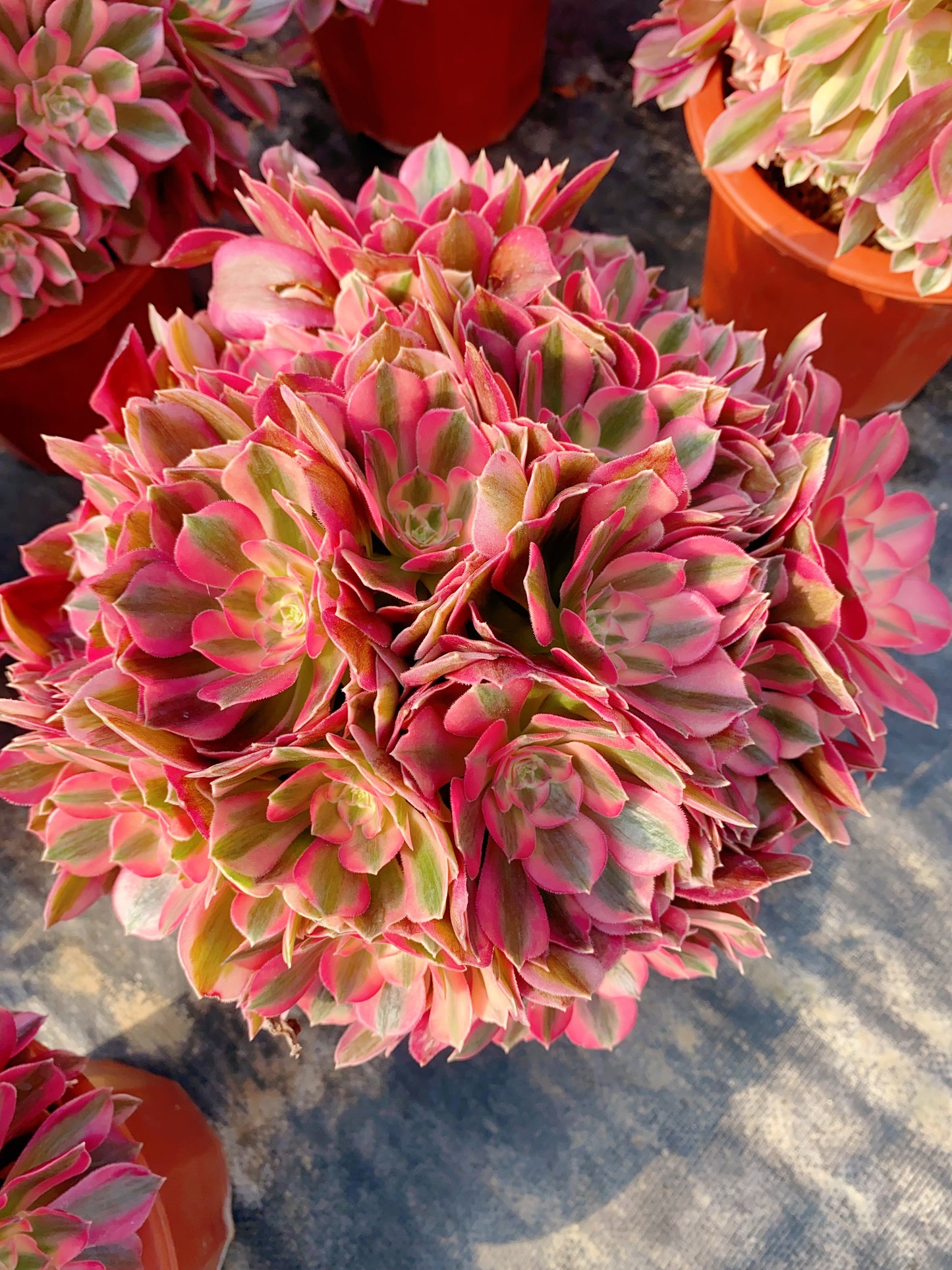 Pink Girl/粉女郎 Spherical Cluster At least 10 heads 25cm-30cm two years old