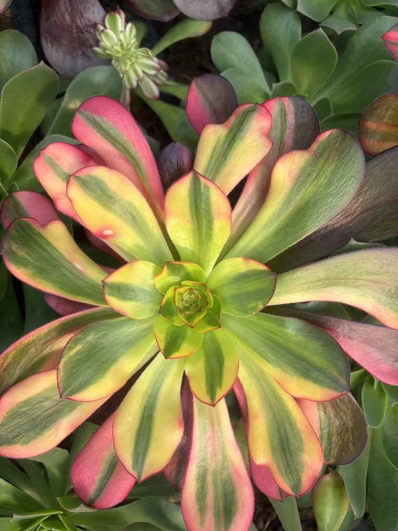 Colorful Voodoo/巫毒七彩 cutting at least 10cm