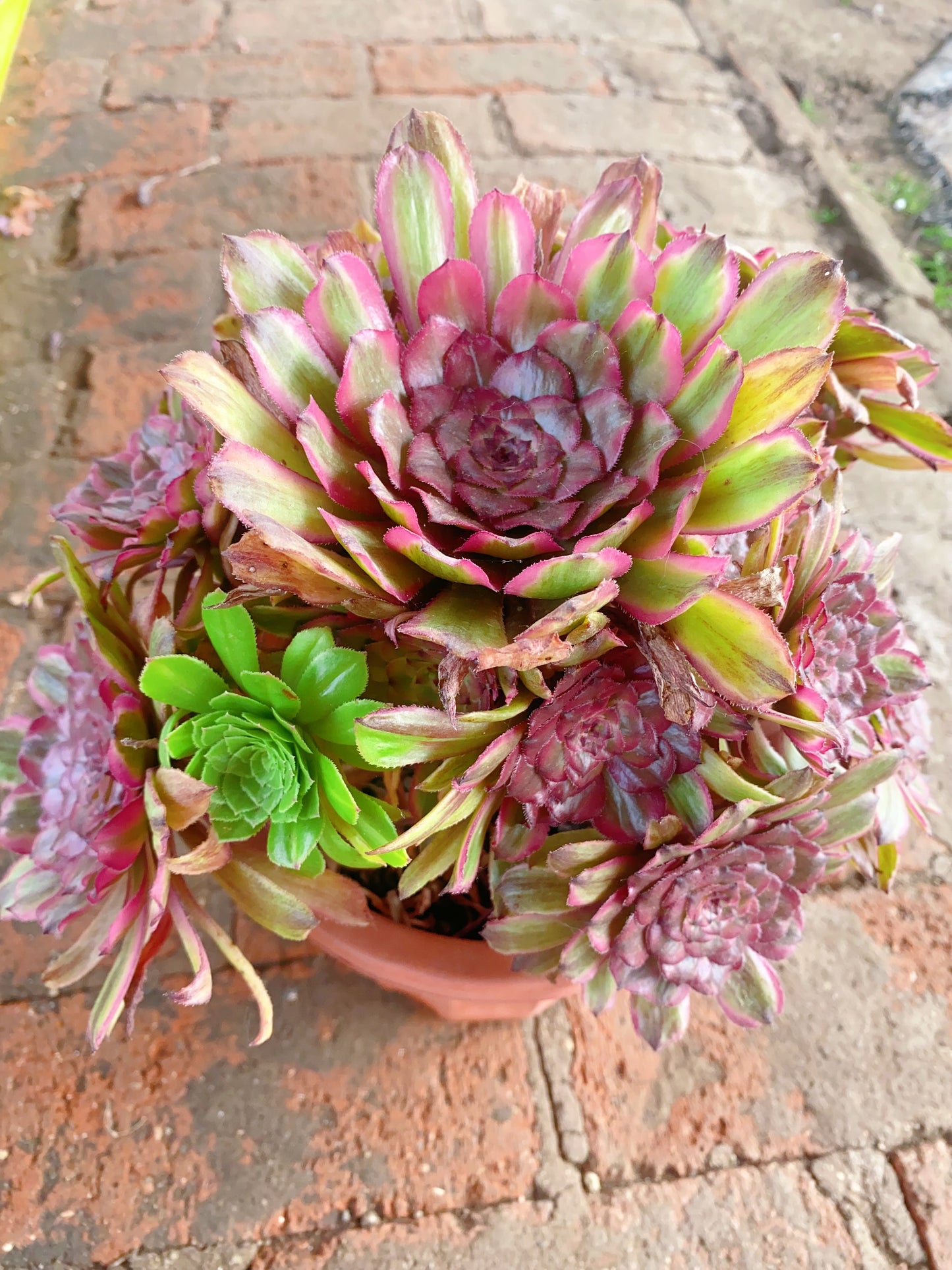 Firefly Pink/萤火粉黛 Cluster At least 10 heads 20cm-30cm