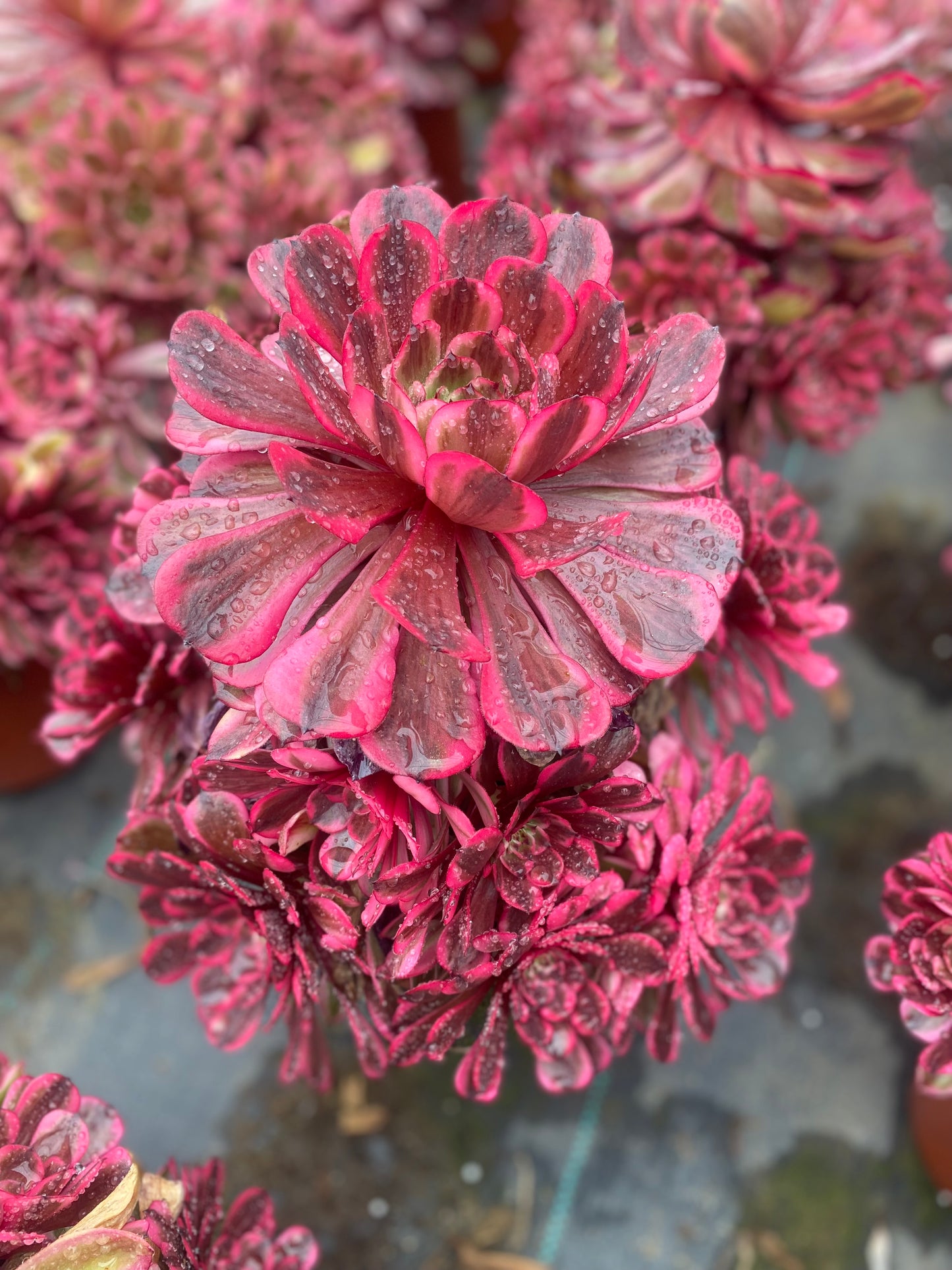 Pink Moonlight/粉体白月光 cluster 20-30cm at least 10 heads