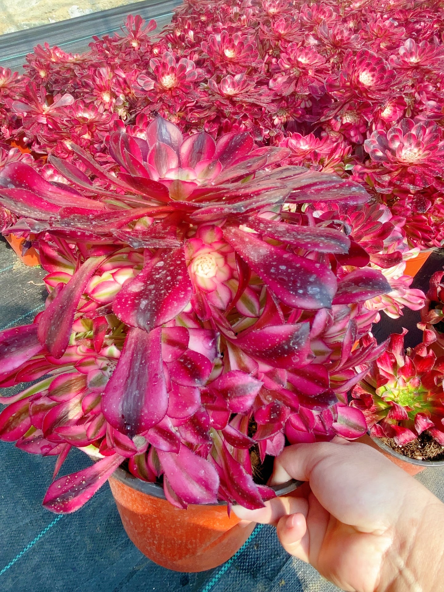 Garnet of White/红铜壶白锦 Cluster At least 8 heads 20cm-25cm