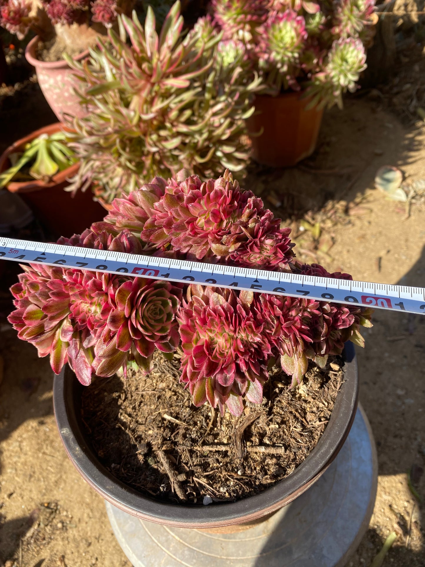 Litchi Crested/荔枝缀化 20cm