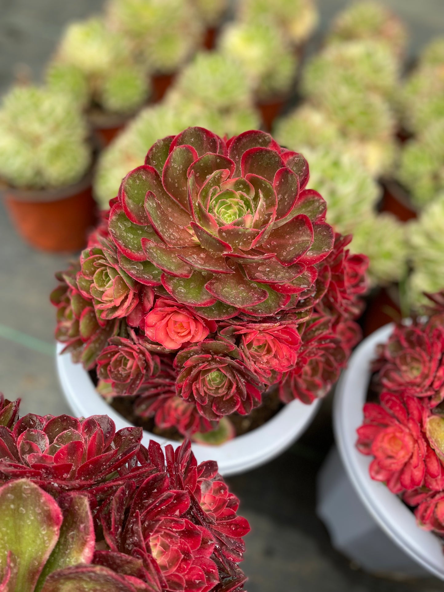 Black Magic variegated/黑魔锦 cluster 20-30cm at least 10 heads