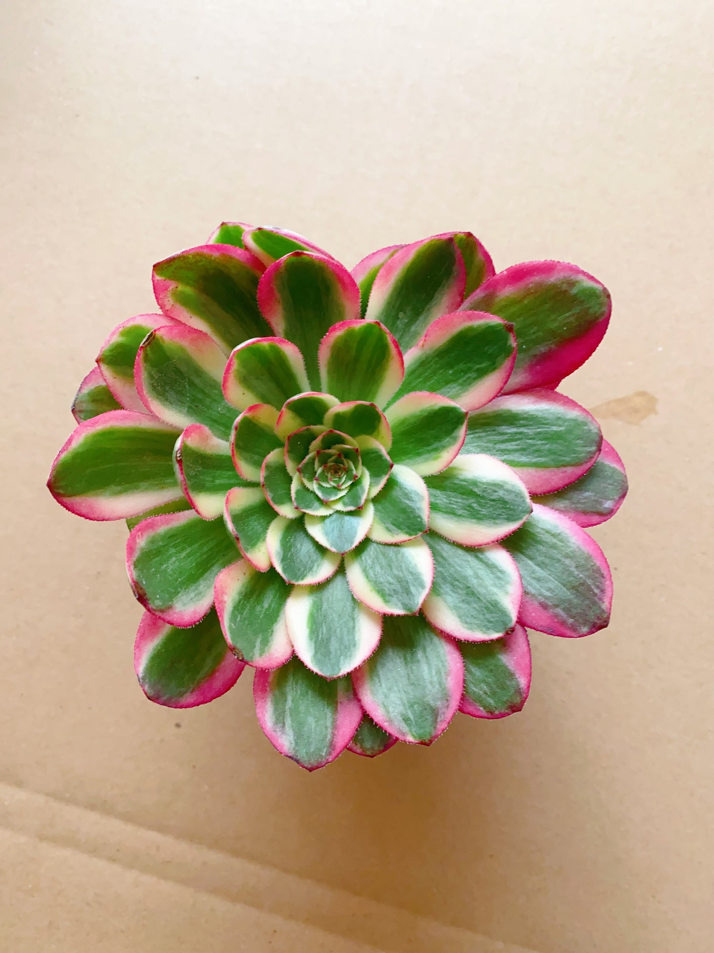 Yunhe/云荷 cutting at least 8cm