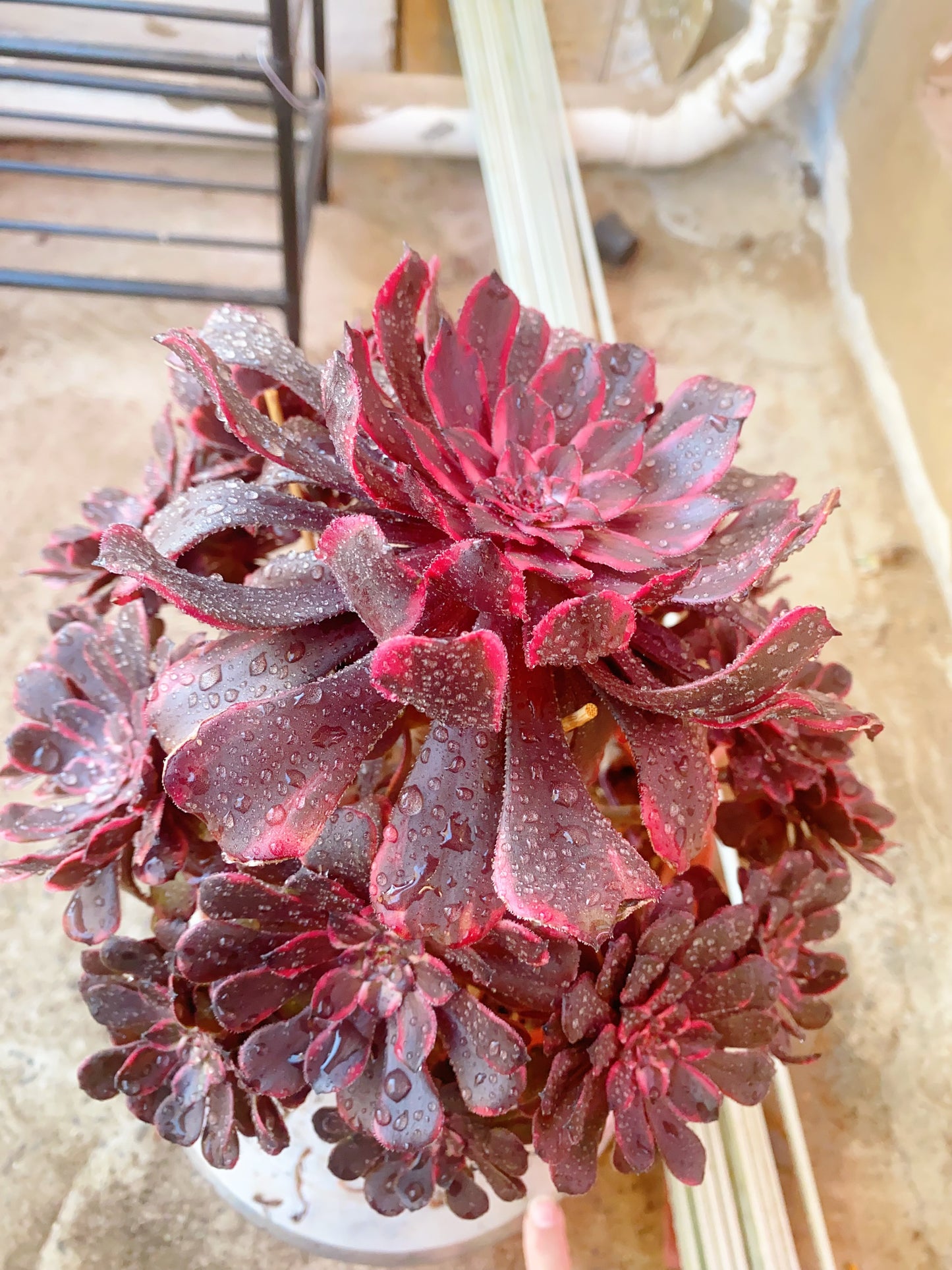 Fire Cloud/火烧云 20-25cm at least 8 heads two years old