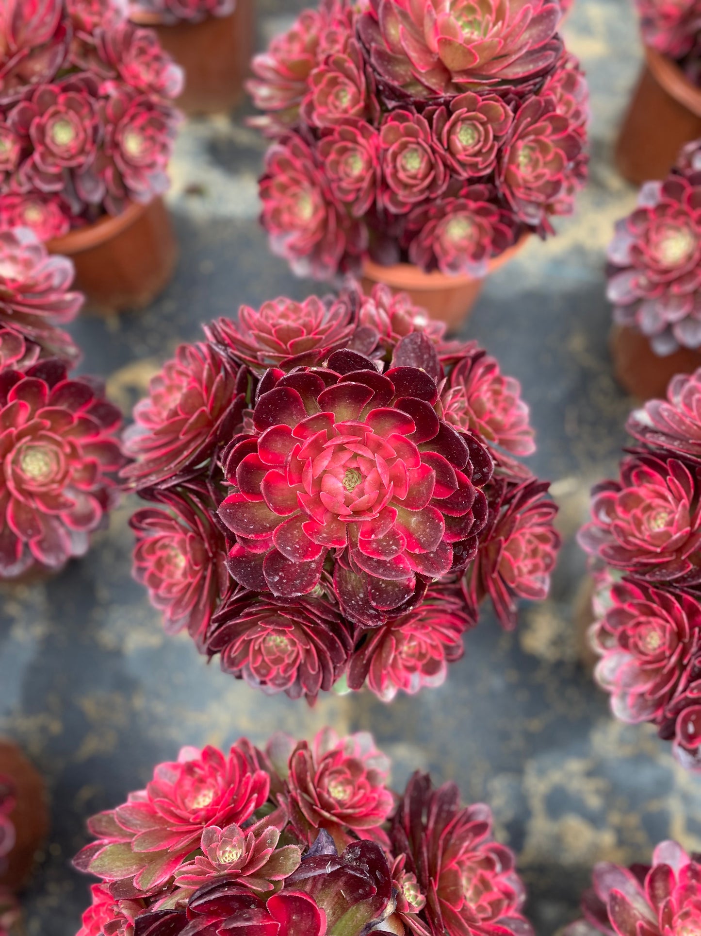 Red Flower Prince/红花郎 cluster 20-30cm at least 12 heads aeonium cluster