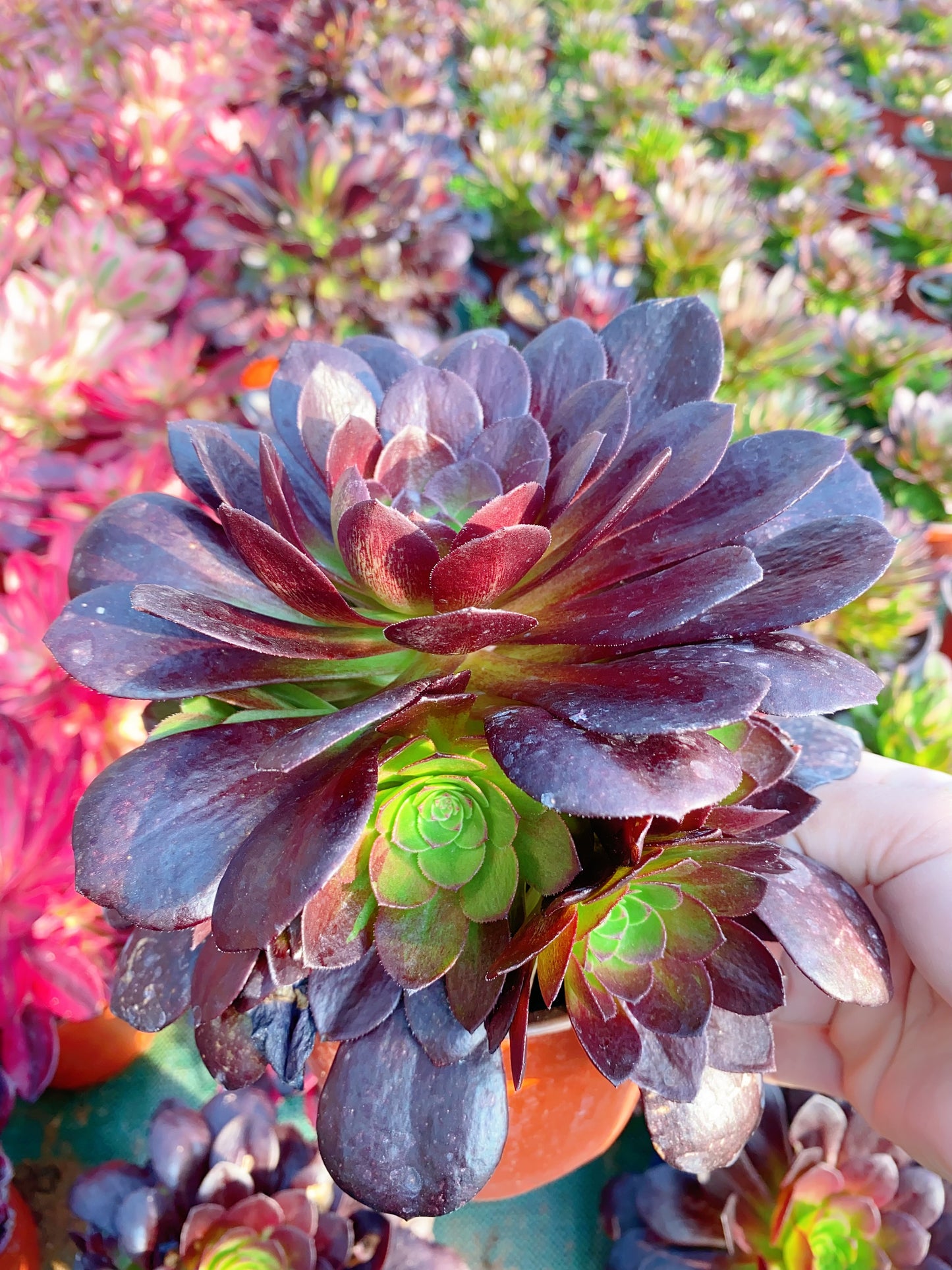 Red Flame Lotus/赤焰莲 cutting at least 10cm