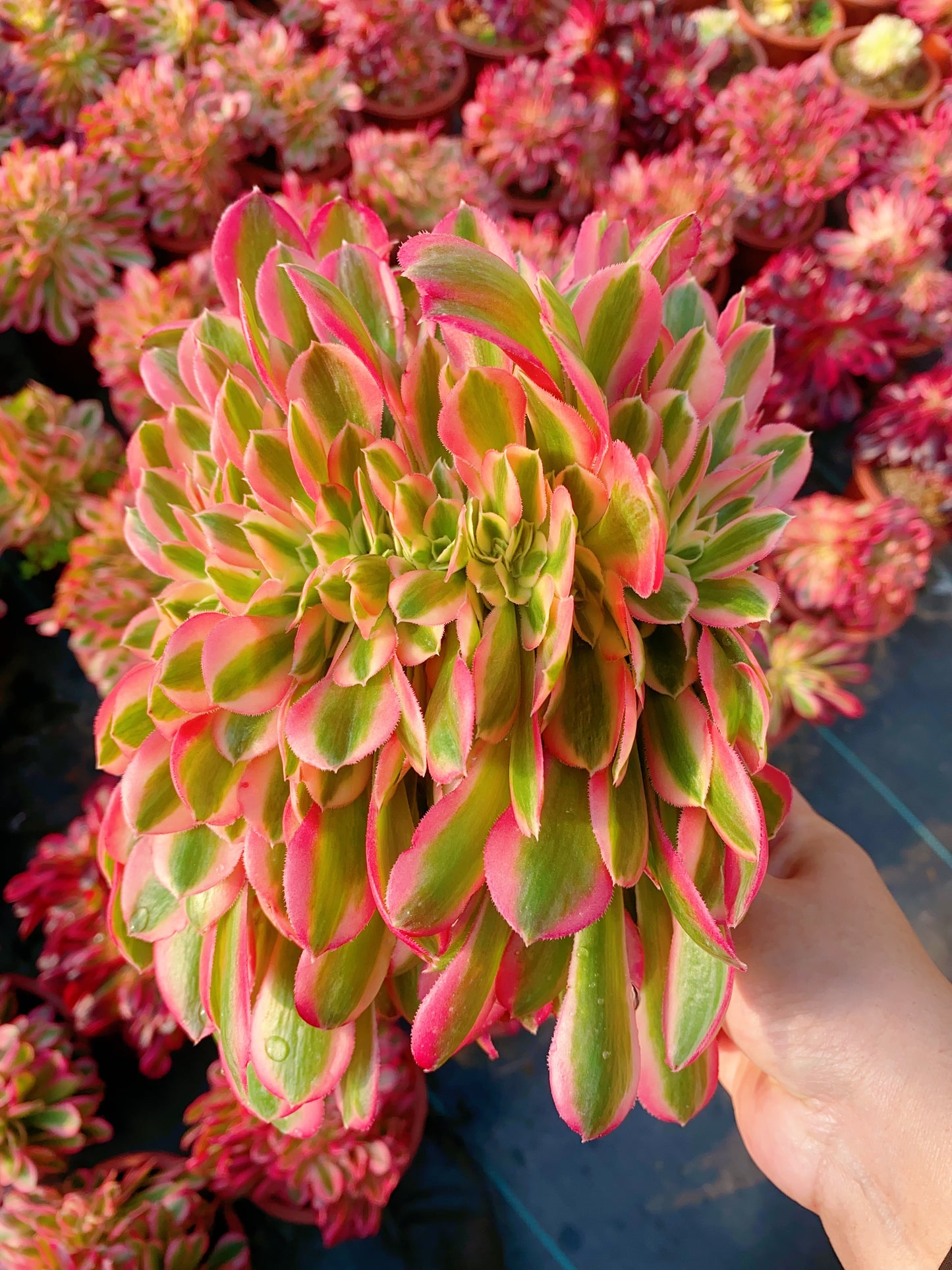Pink Witch Crested/粉女巫缀化 20cm