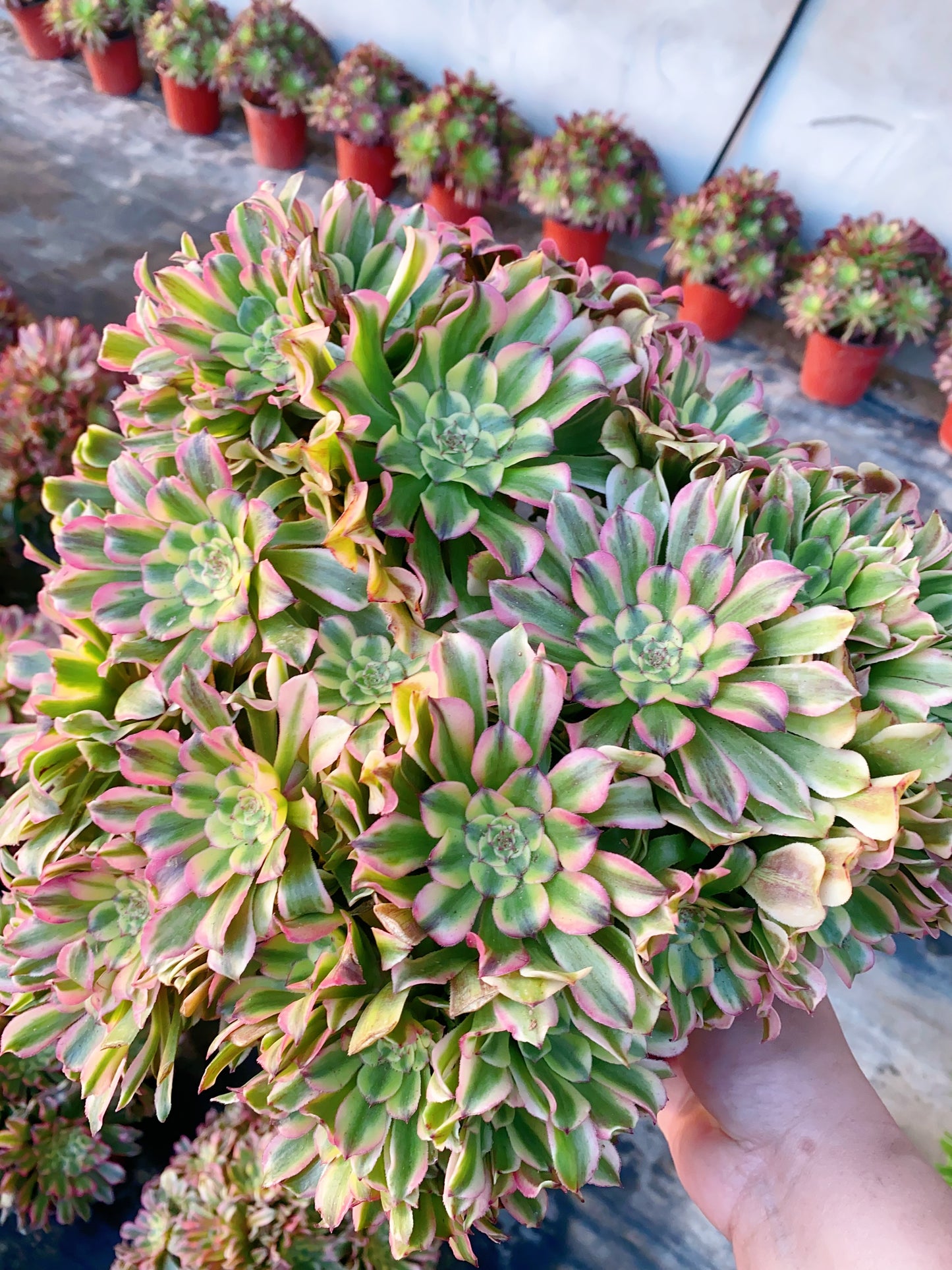 Beauty/佳丽 Spherical cluster 30-40cm at least 15 heads two years old
