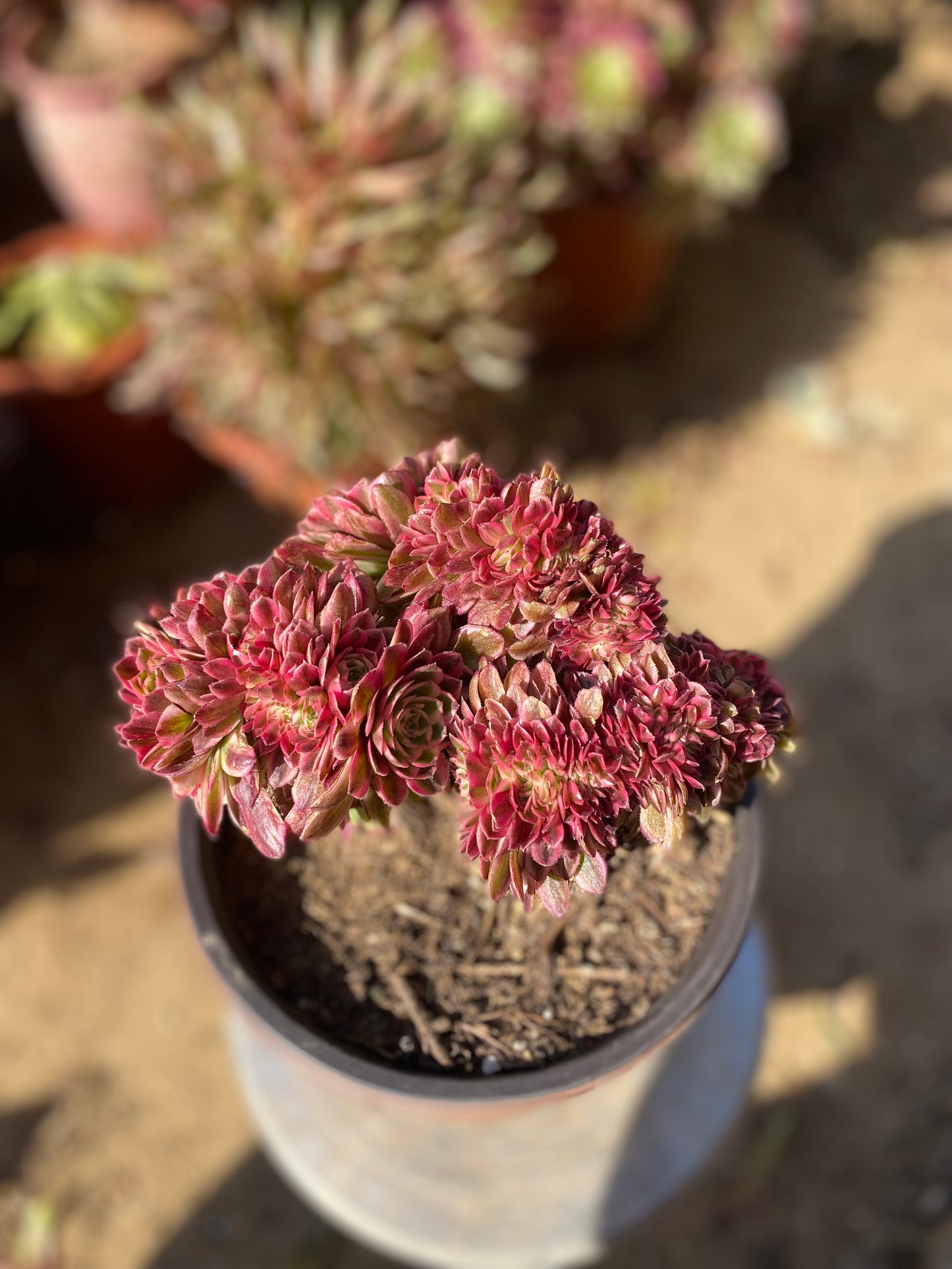 Litchi Crested/荔枝缀化 20cm