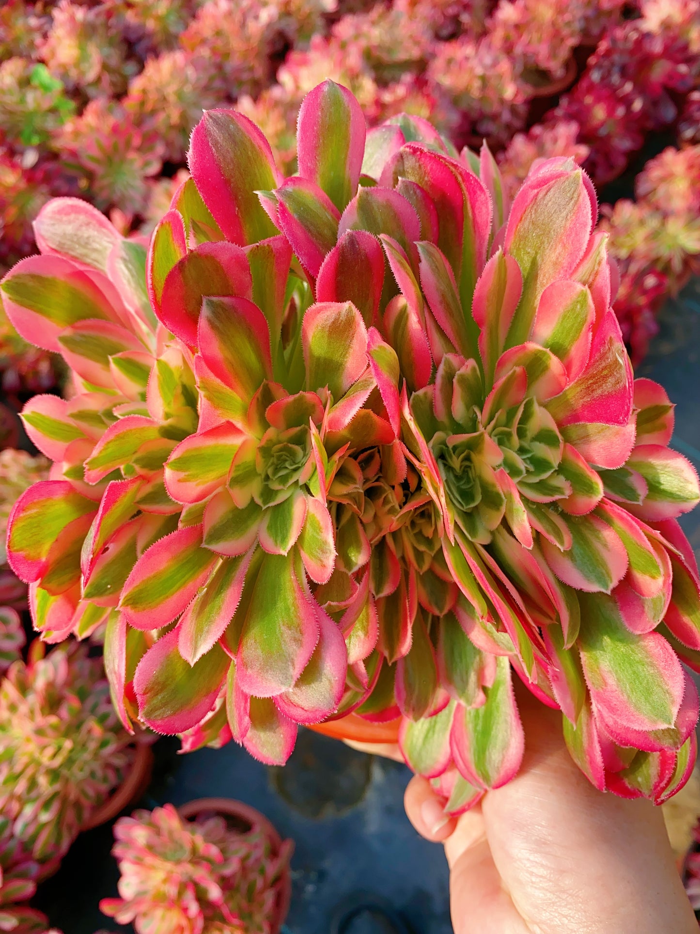 Pink Witch Crested/粉女巫缀化 20cm