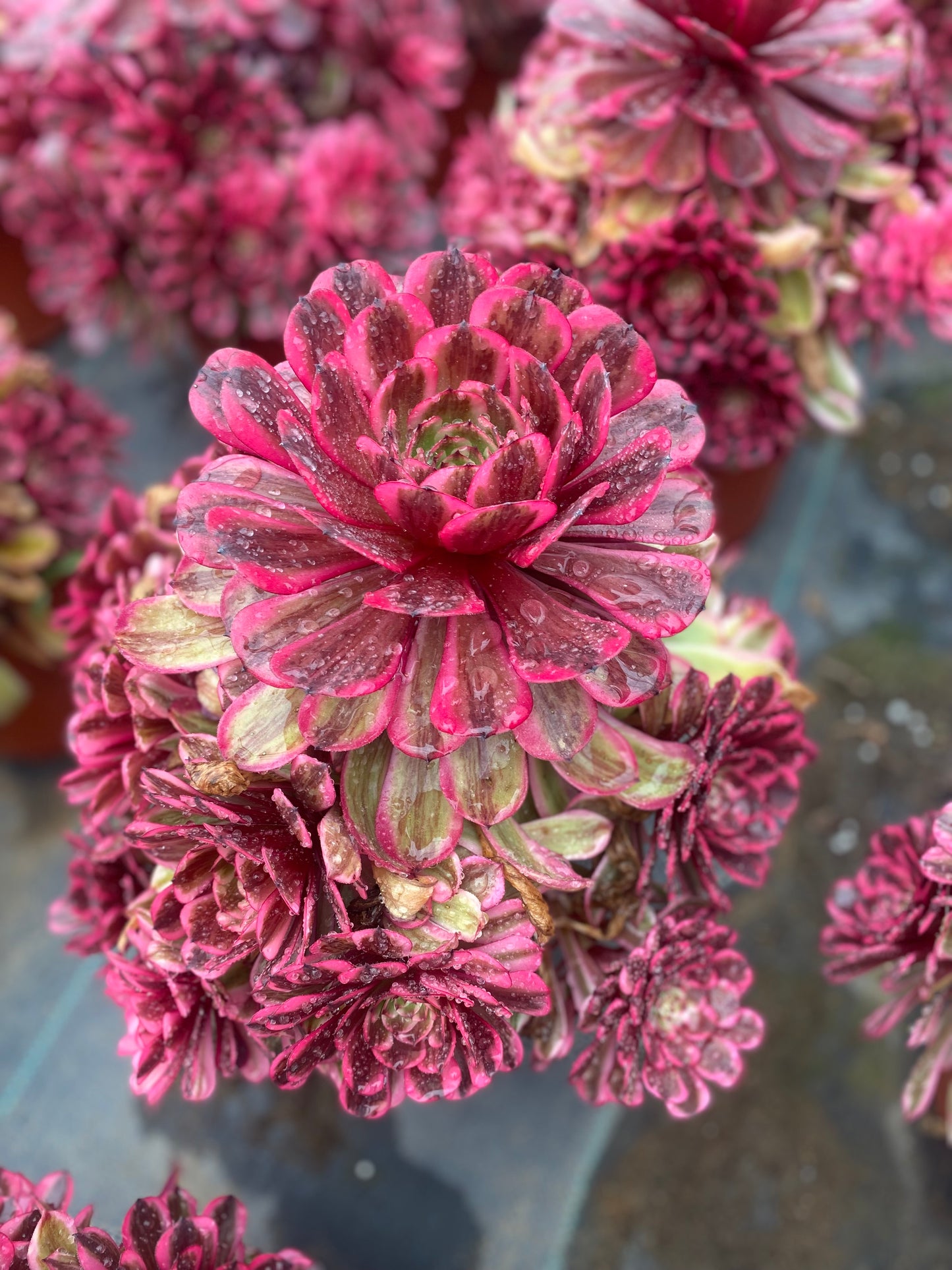 Pink Moonlight/粉体白月光 cluster 20-30cm at least 10 heads