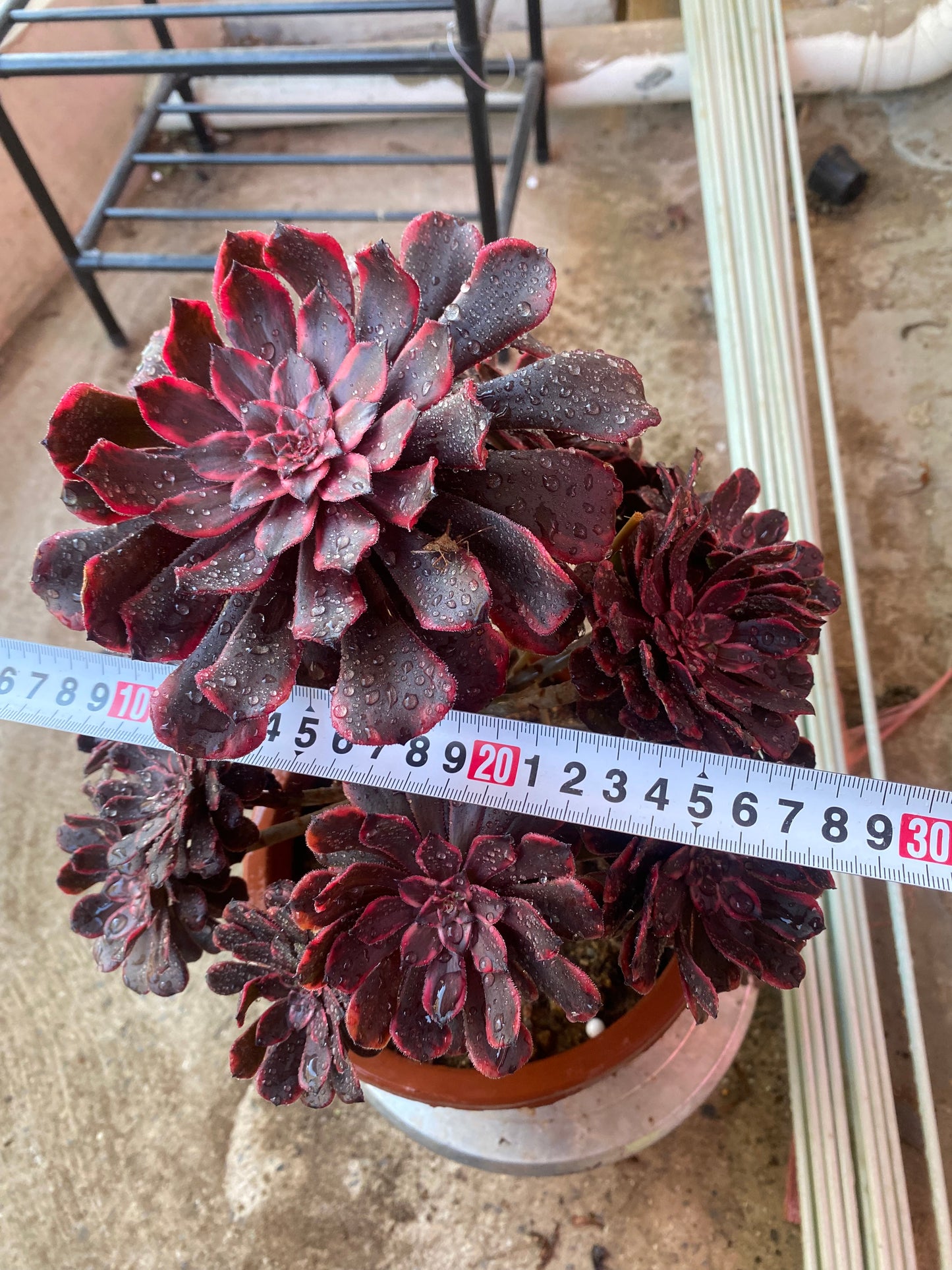 Fire Cloud/火烧云 20-25cm at least 8 heads two years old