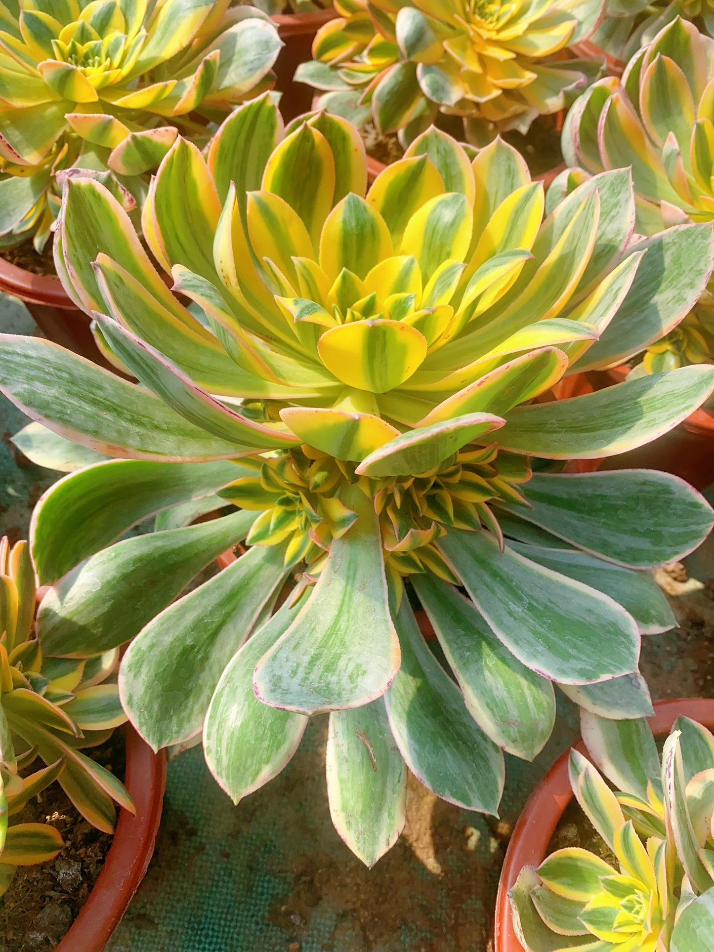 Sunburst/灿烂 cluster at least 6 heads 20-30cm