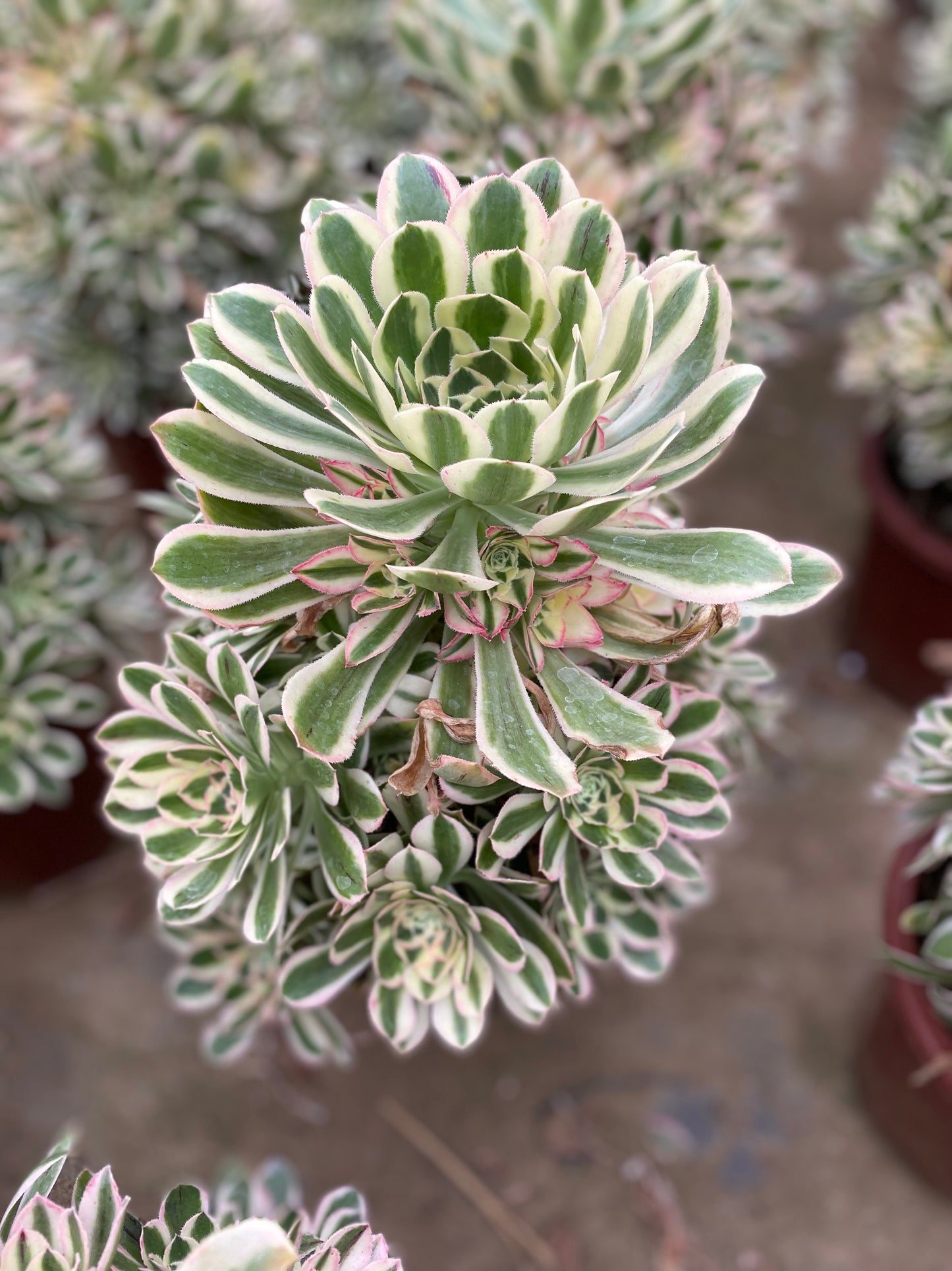 Porsche/保时捷 cluster 20-30cm at least 12 heads