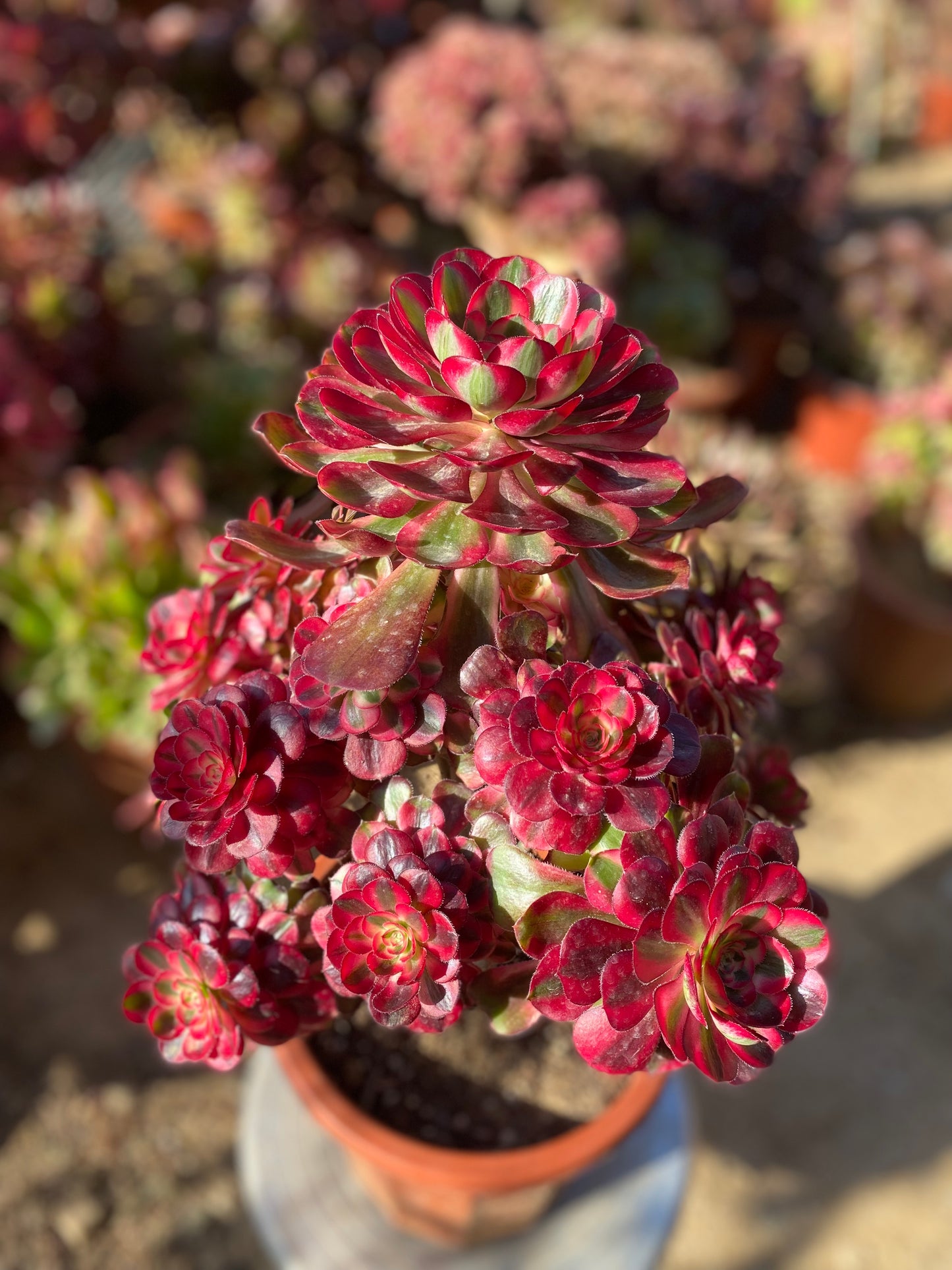 Chanel/香奈儿 cluster at least 18 heads 30cm two years old aeonium cluster