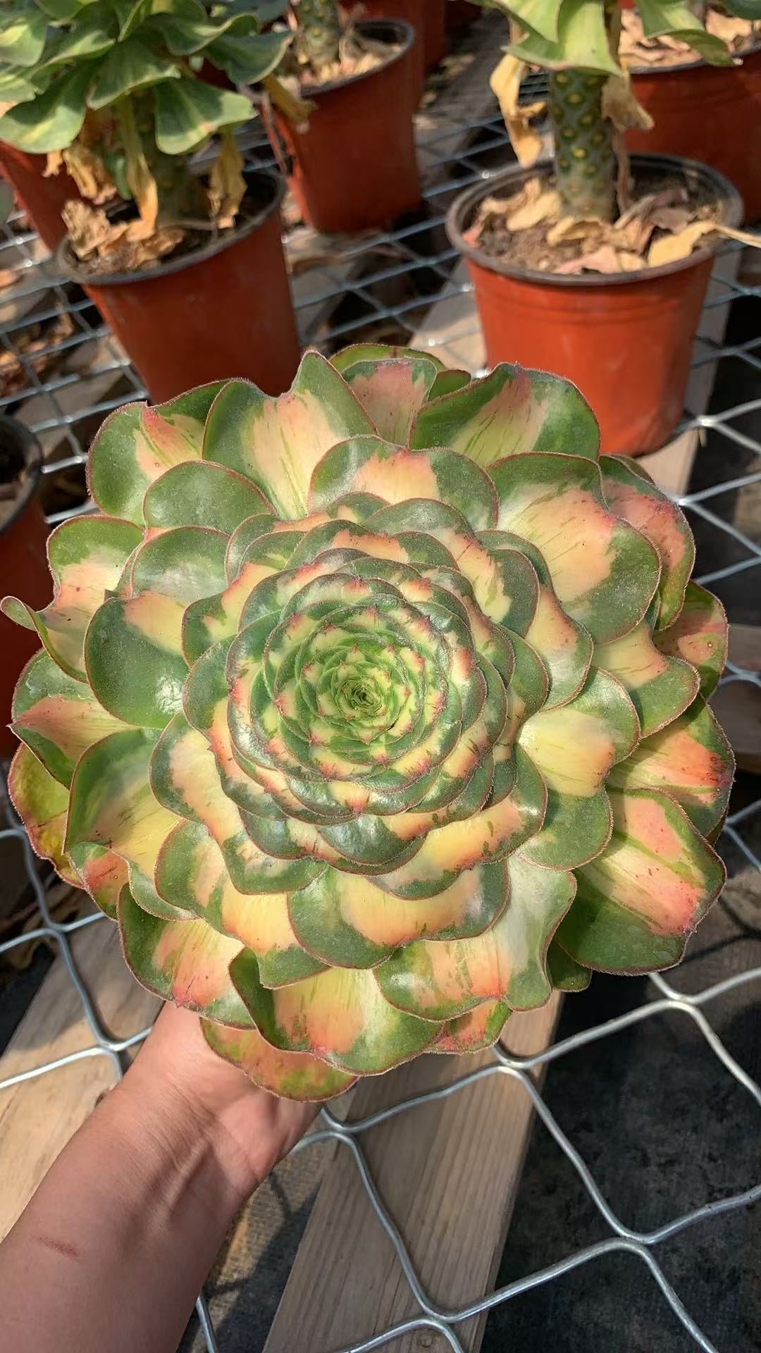 Tyrant Mutation/暴君变异 Single head with root:15cm-20cm