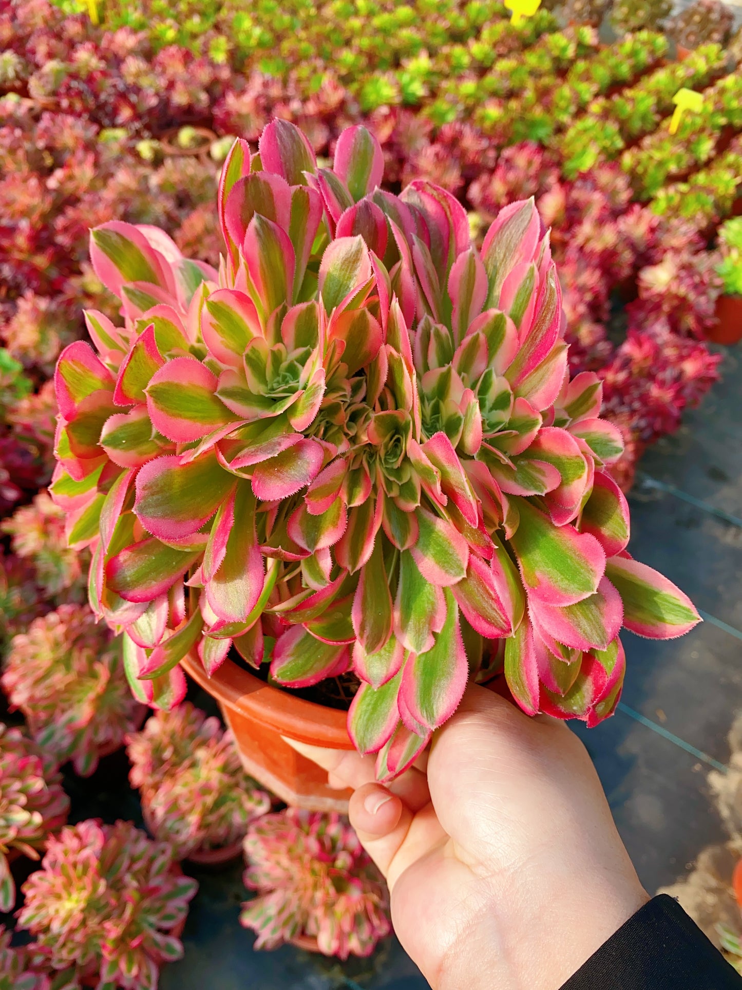 Pink Witch Crested/粉女巫缀化 20cm