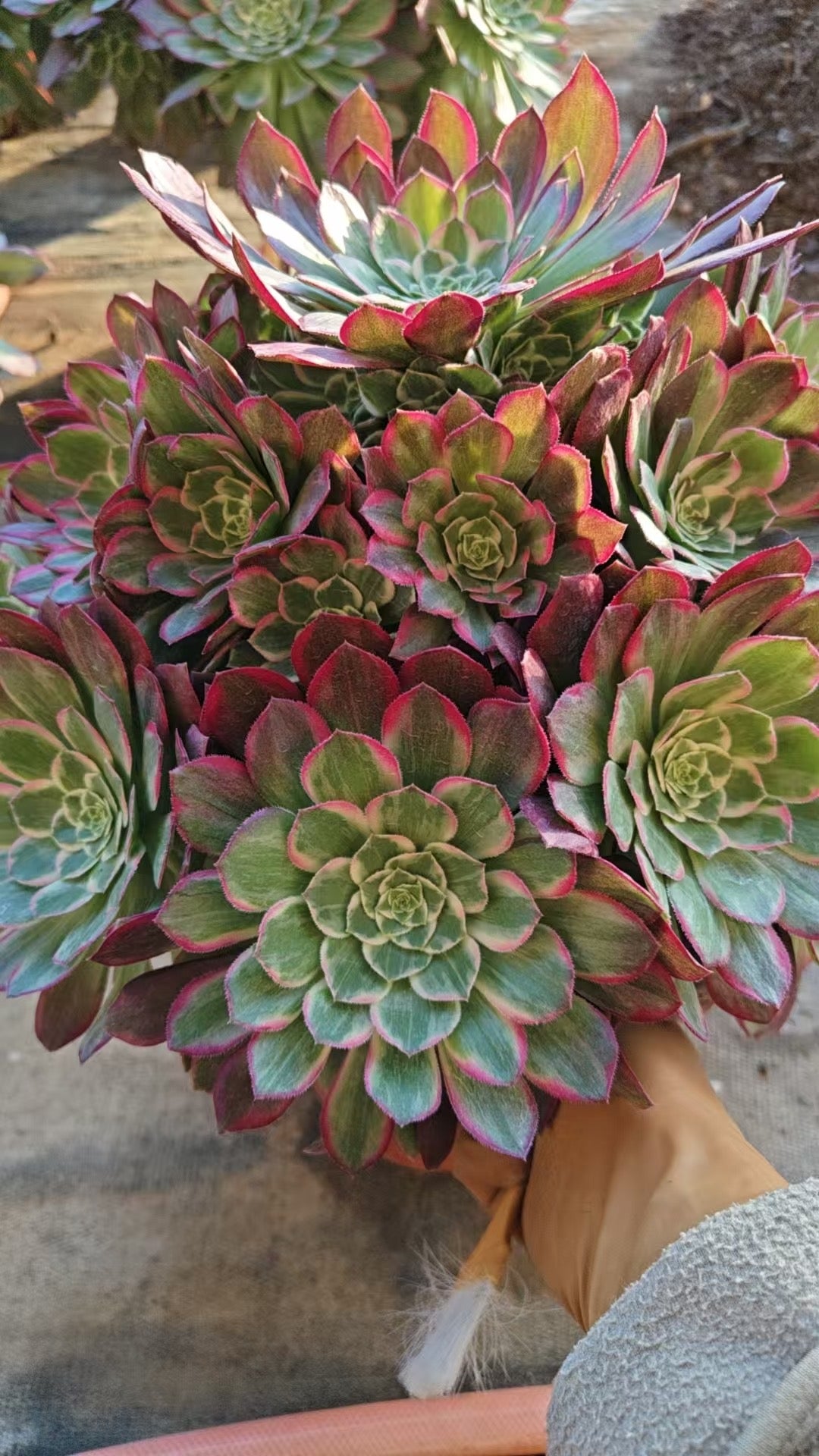Lotus/莲花 cluster 25-30cm at least 15 heads two years old