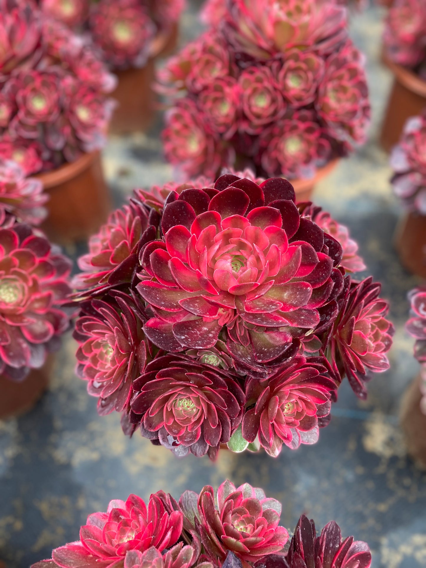 Red Flower Prince/红花郎 cluster 20-30cm at least 12 heads aeonium cluster