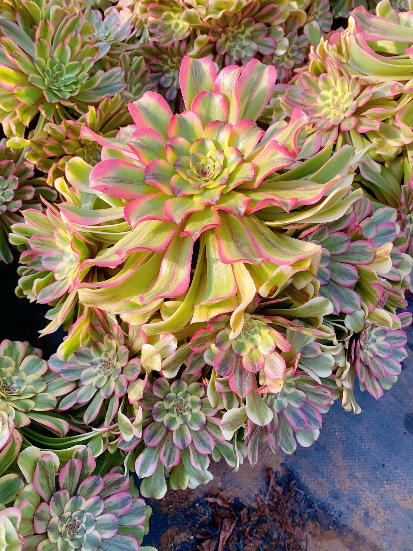Beauty/佳丽 cluster 30-40cm at least 15 heads two years old
