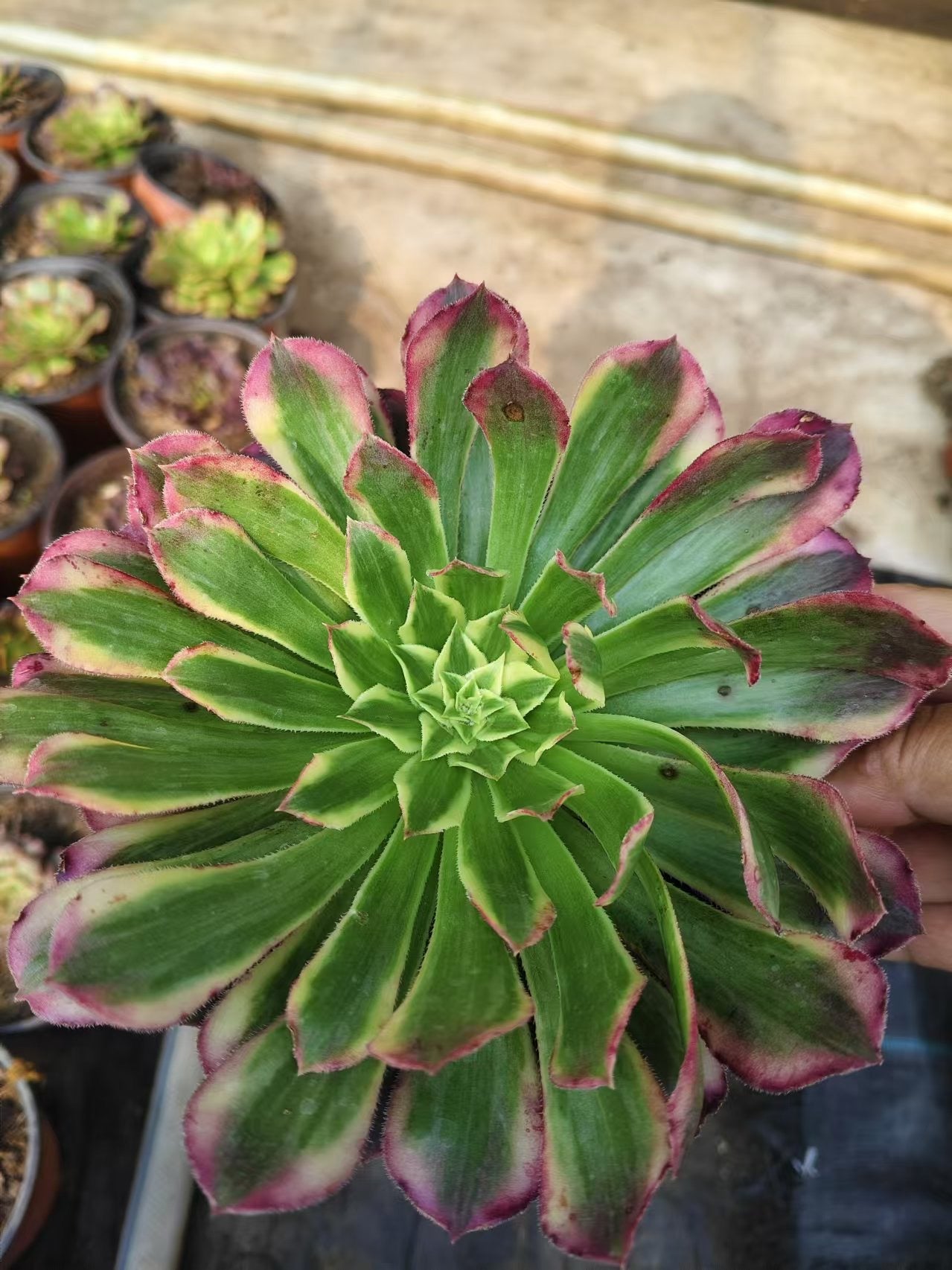 Tianhe/天合 single head with root at least 15cm