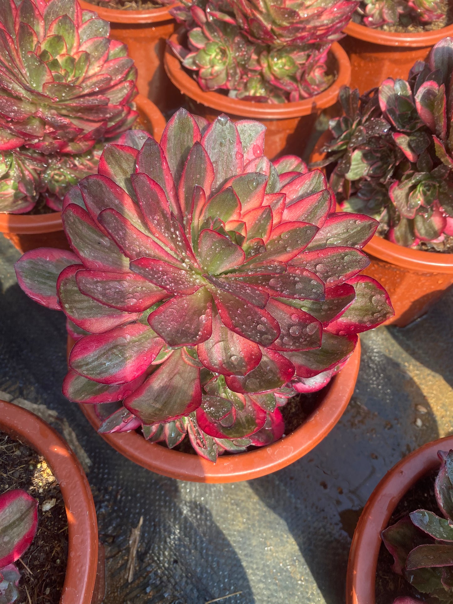 Nafu/纳福 cluster at least 8 heads 20-30cm