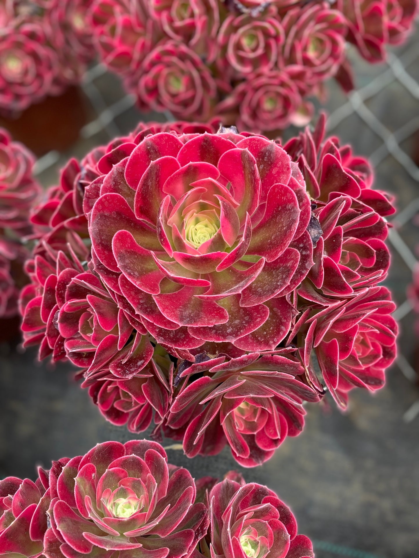Pink Witch/粉女巫 Cluster At least 10 heads 20-25cm