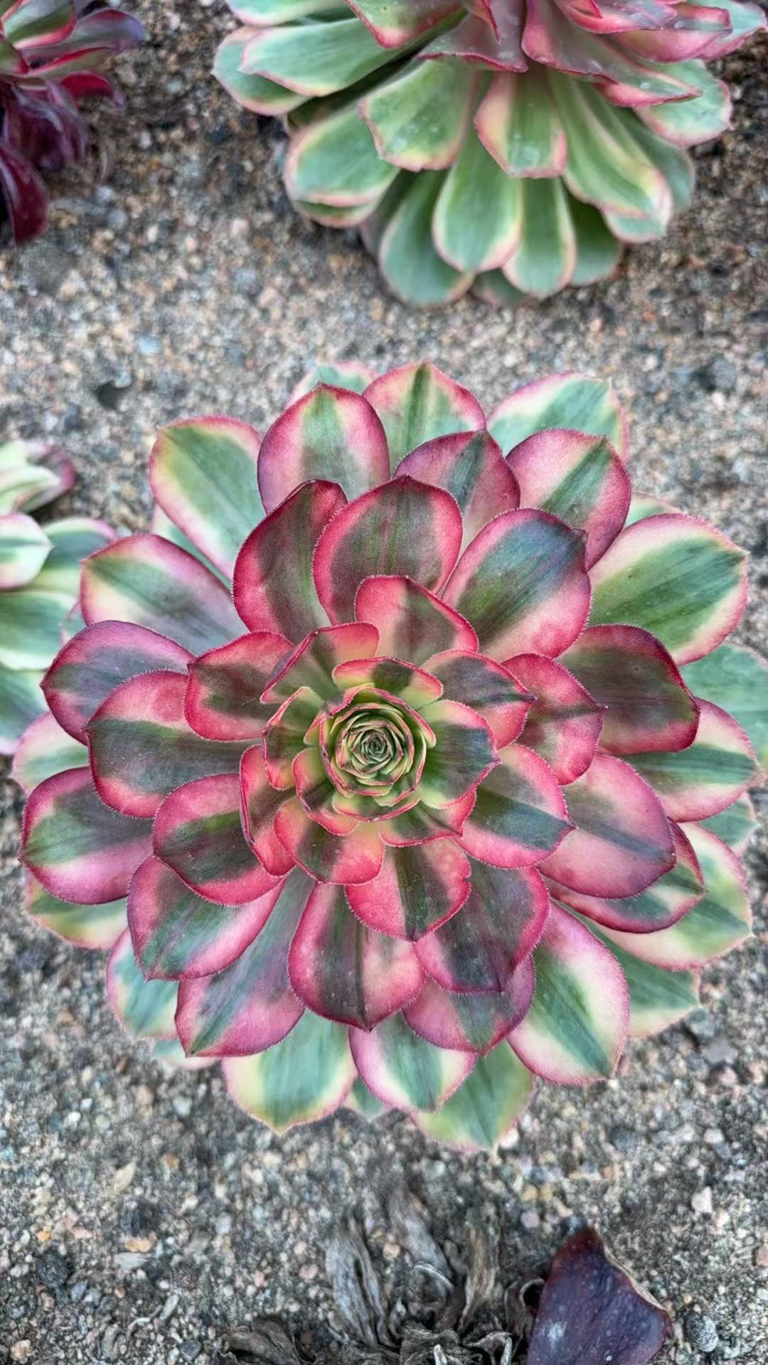 Diamond Lover/克拉恋人 single head with root at least 10cm