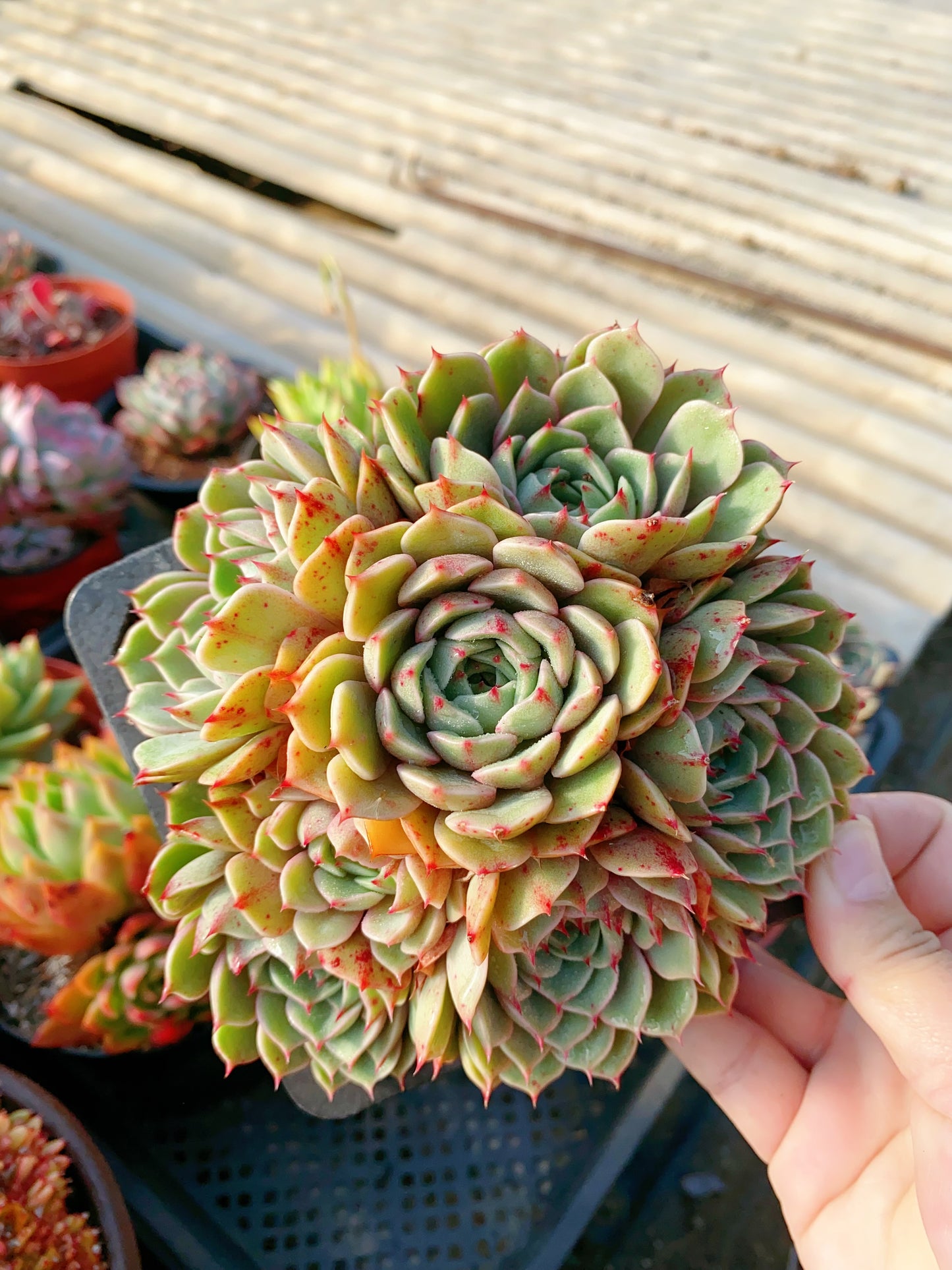 Ben Badis/苯巴蒂斯 cluster at least 10cm