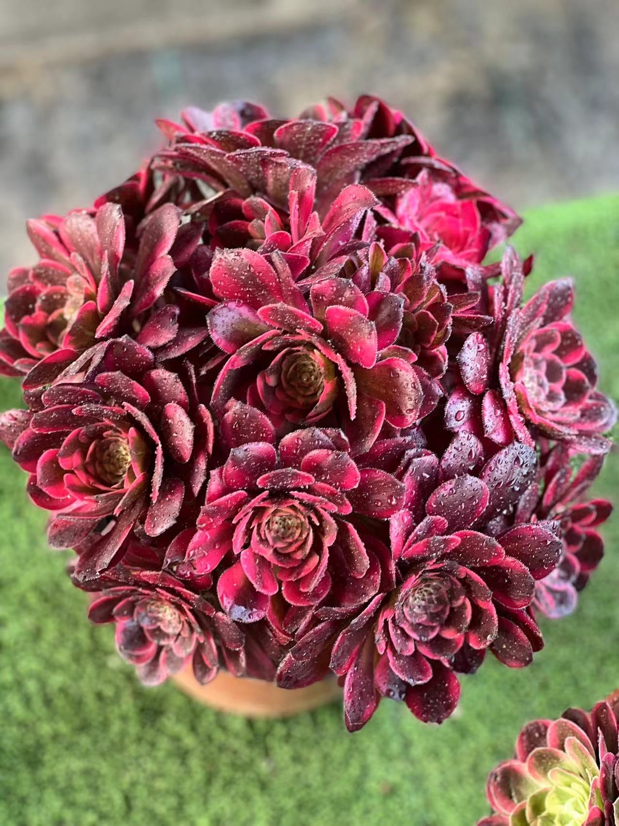 Firework/烟花 Spherical Cluster At least 10 heads 20cm-25cm two years old