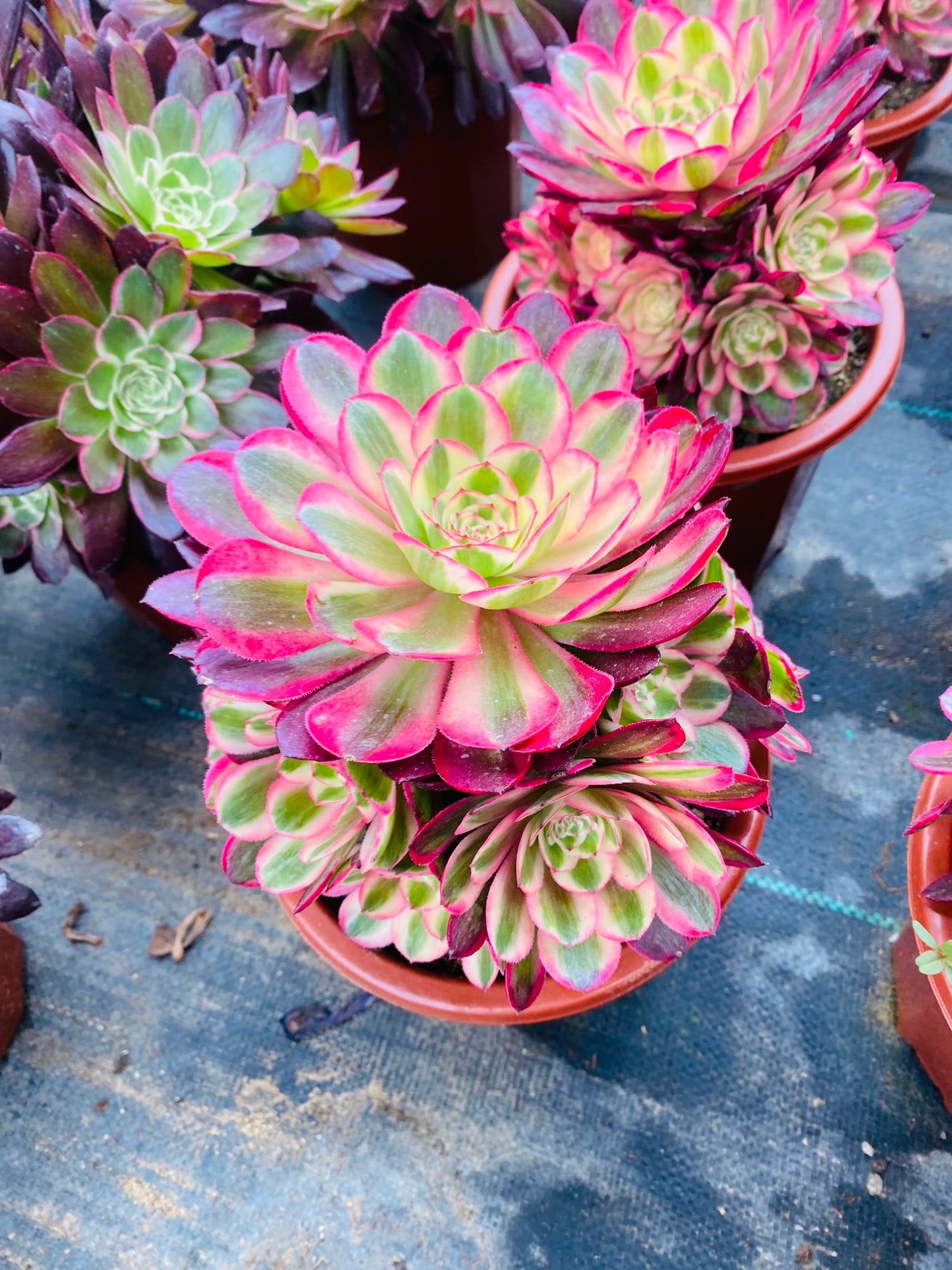 Allure/倾城 Cluster At least 6 heads 20-30cm