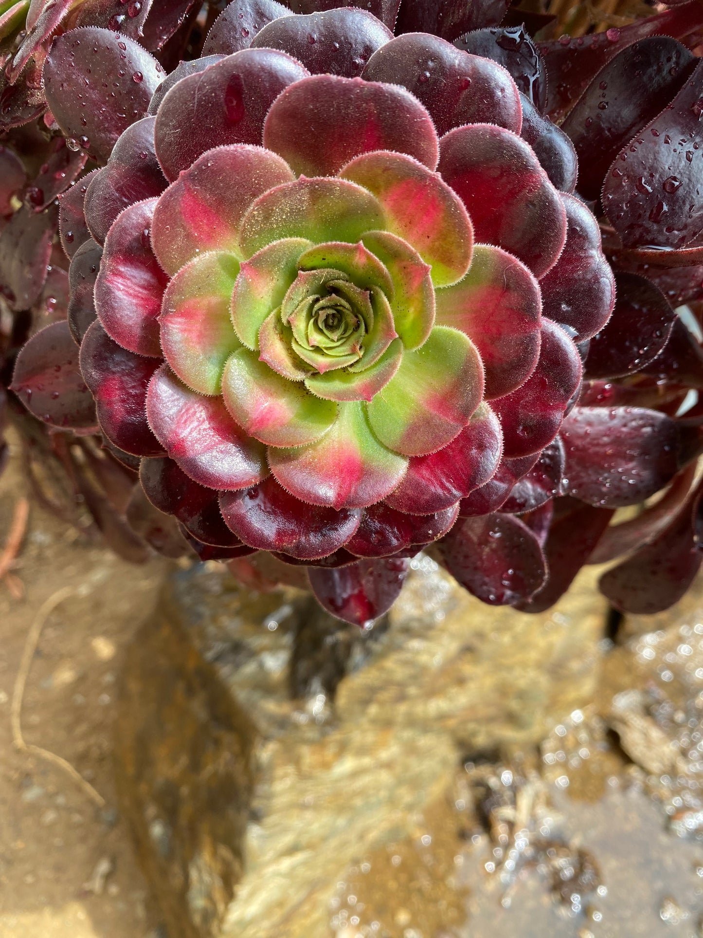 kilimanjaro/花纳锦 cutting at least 10cm