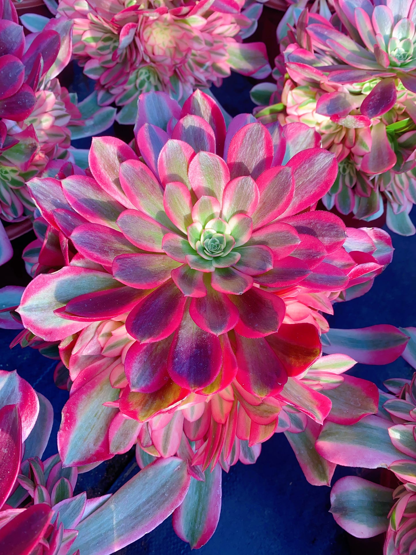 Pink Medusa/粉体美杜莎 cutting at least 10cm