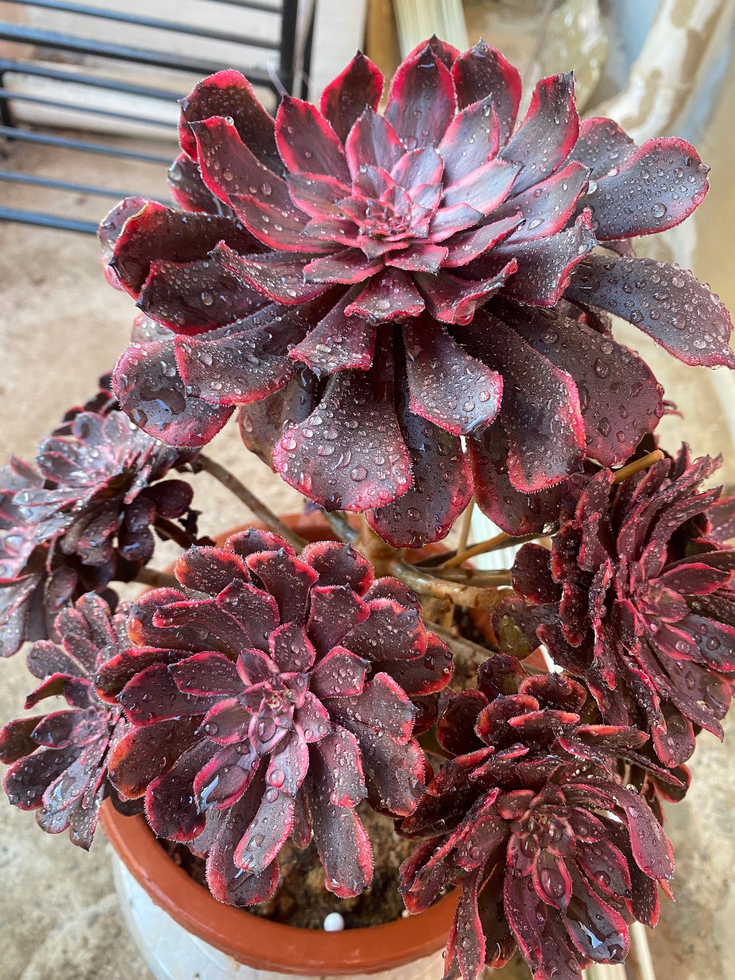 Fire Cloud/火烧云 20-25cm at least 8 heads two years old