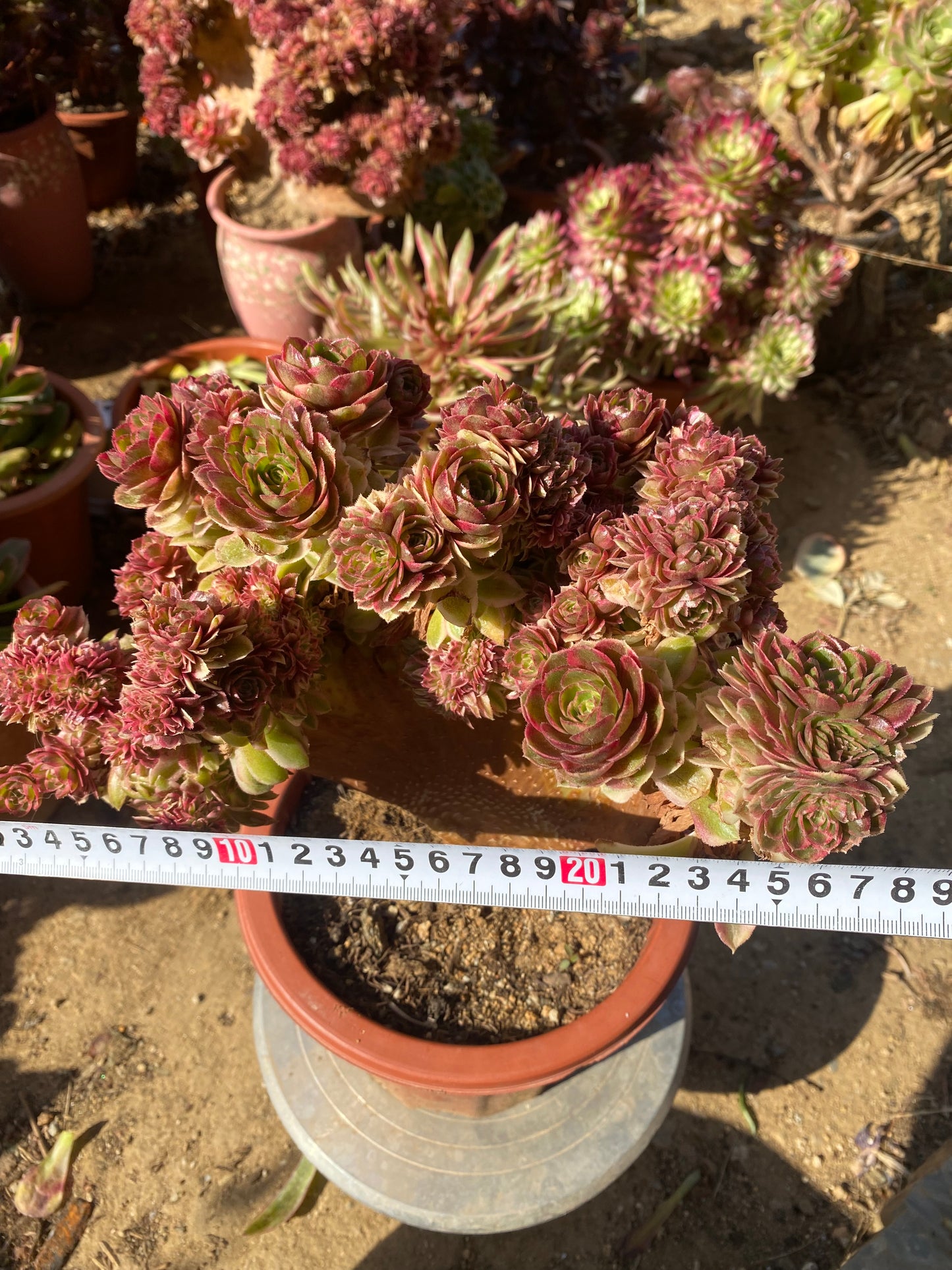 Allure Crested/倾城缀化 27cm two years old aeonium crested