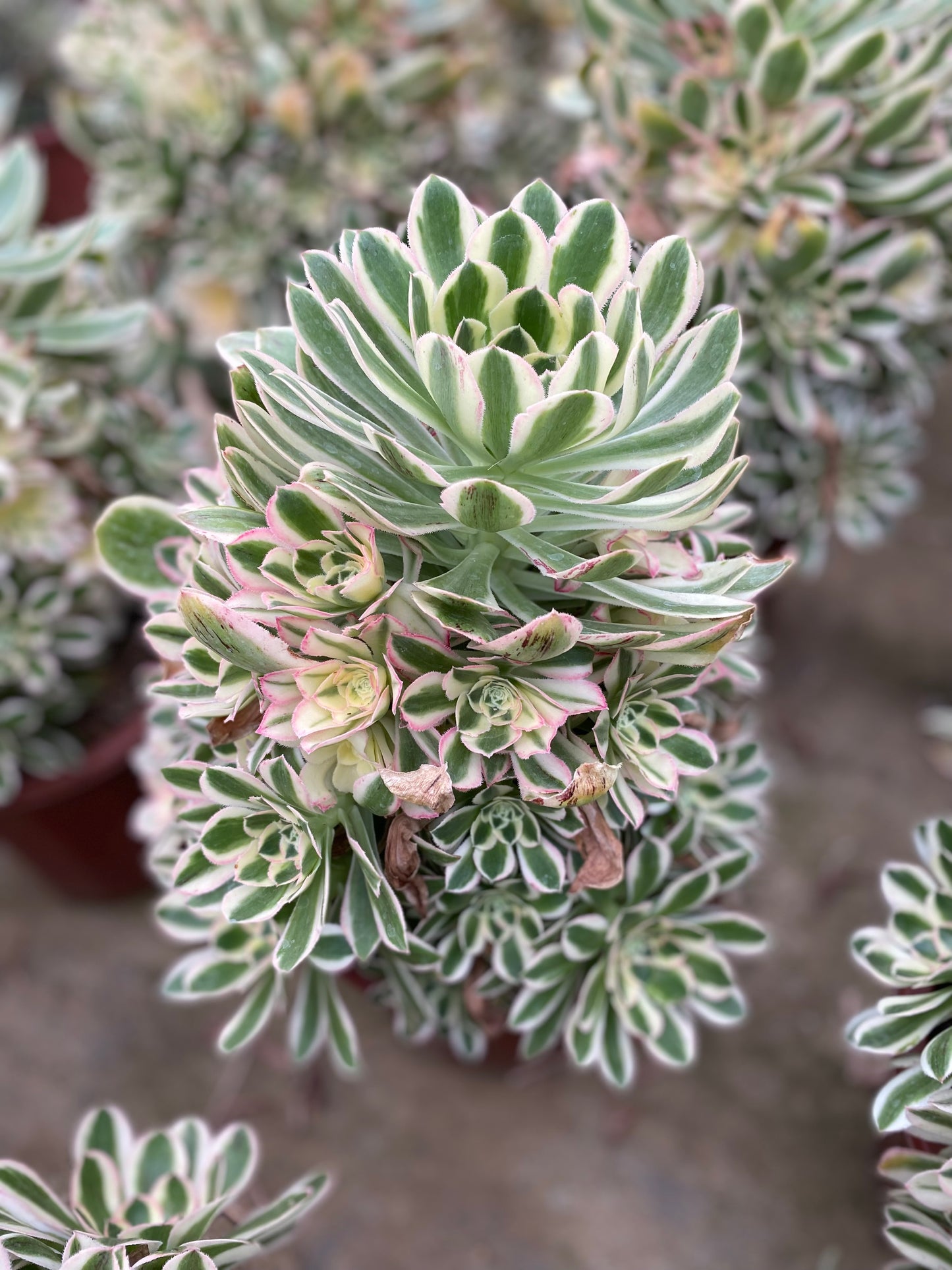 Porsche/保时捷 cluster 20-30cm at least 12 heads