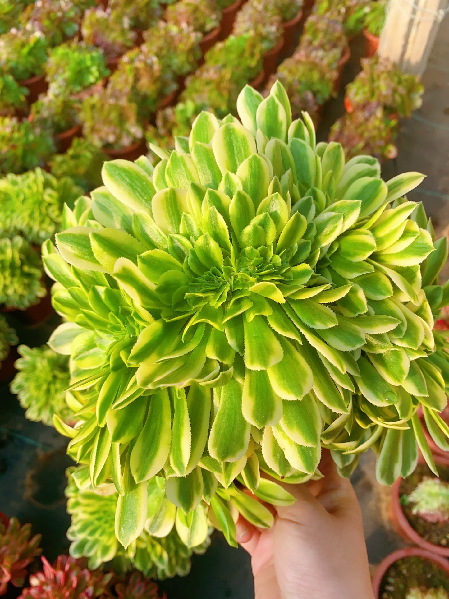 Gold Jade Crested/金丝翡翠缀化20-30cm