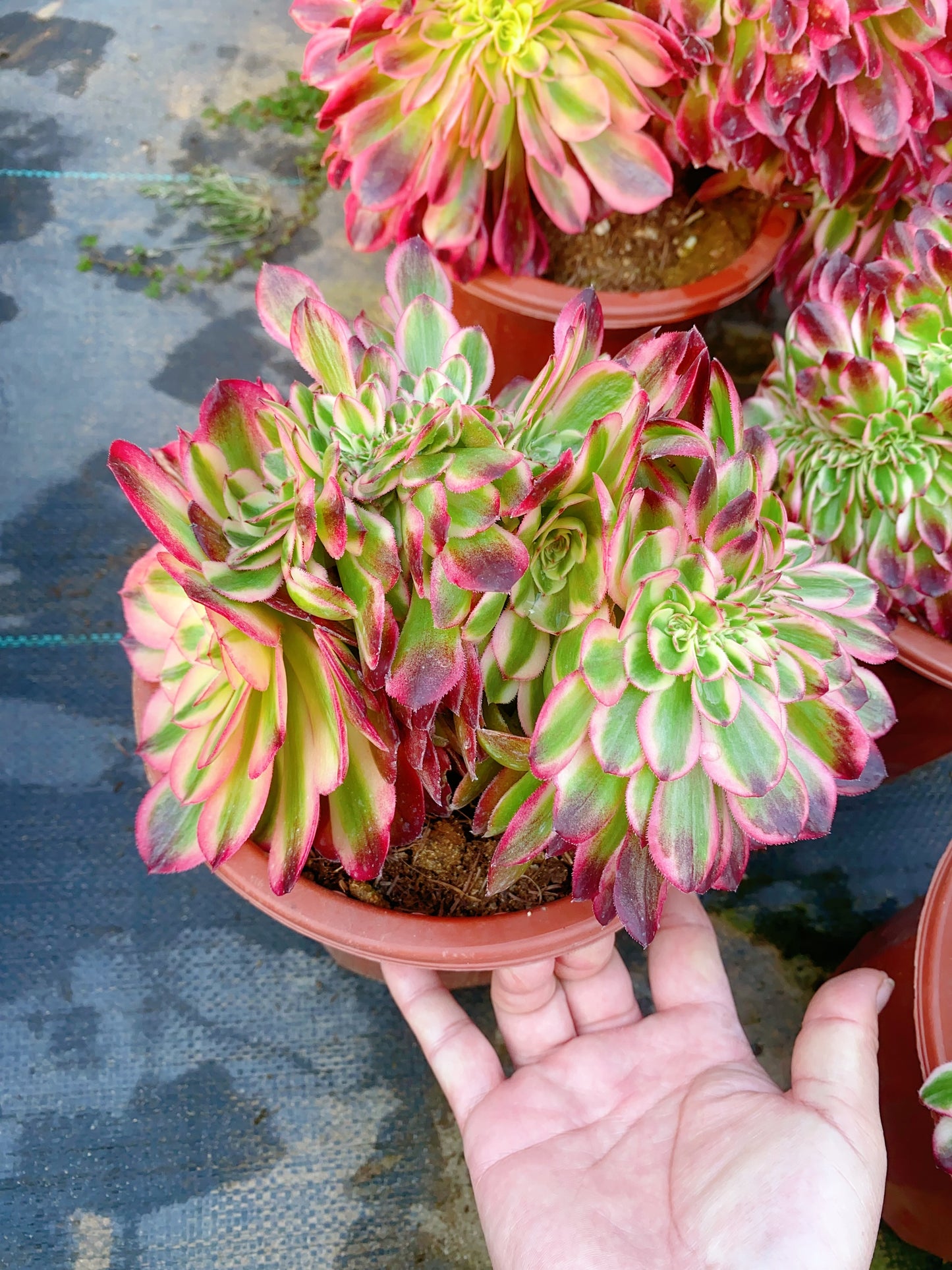 Litchi Crested/荔枝缀化 20-30cm