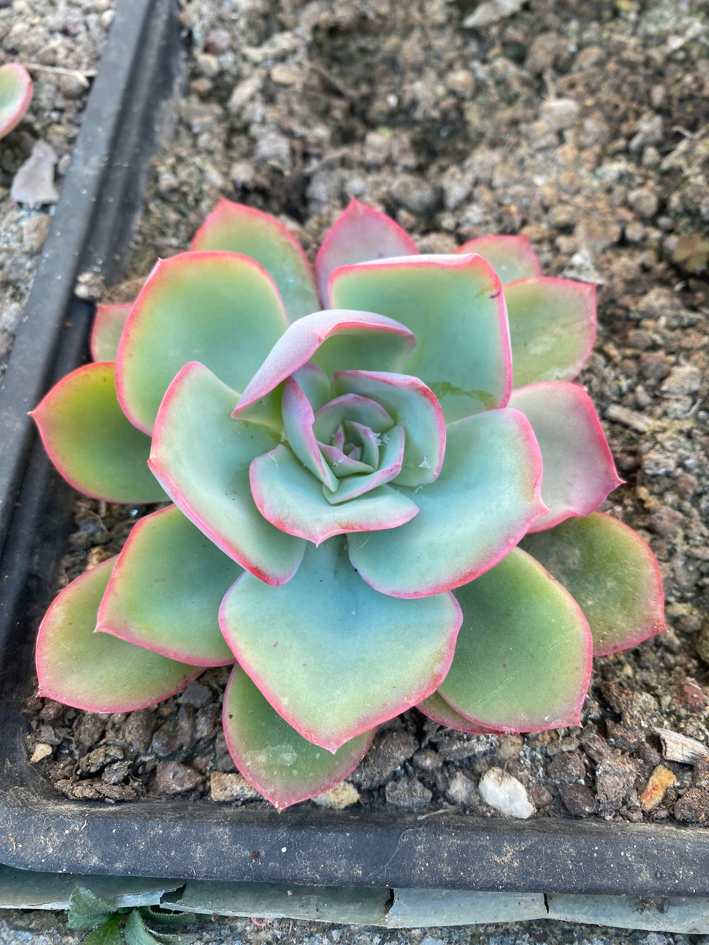 Blue Glow/蓝光 at least 8cm