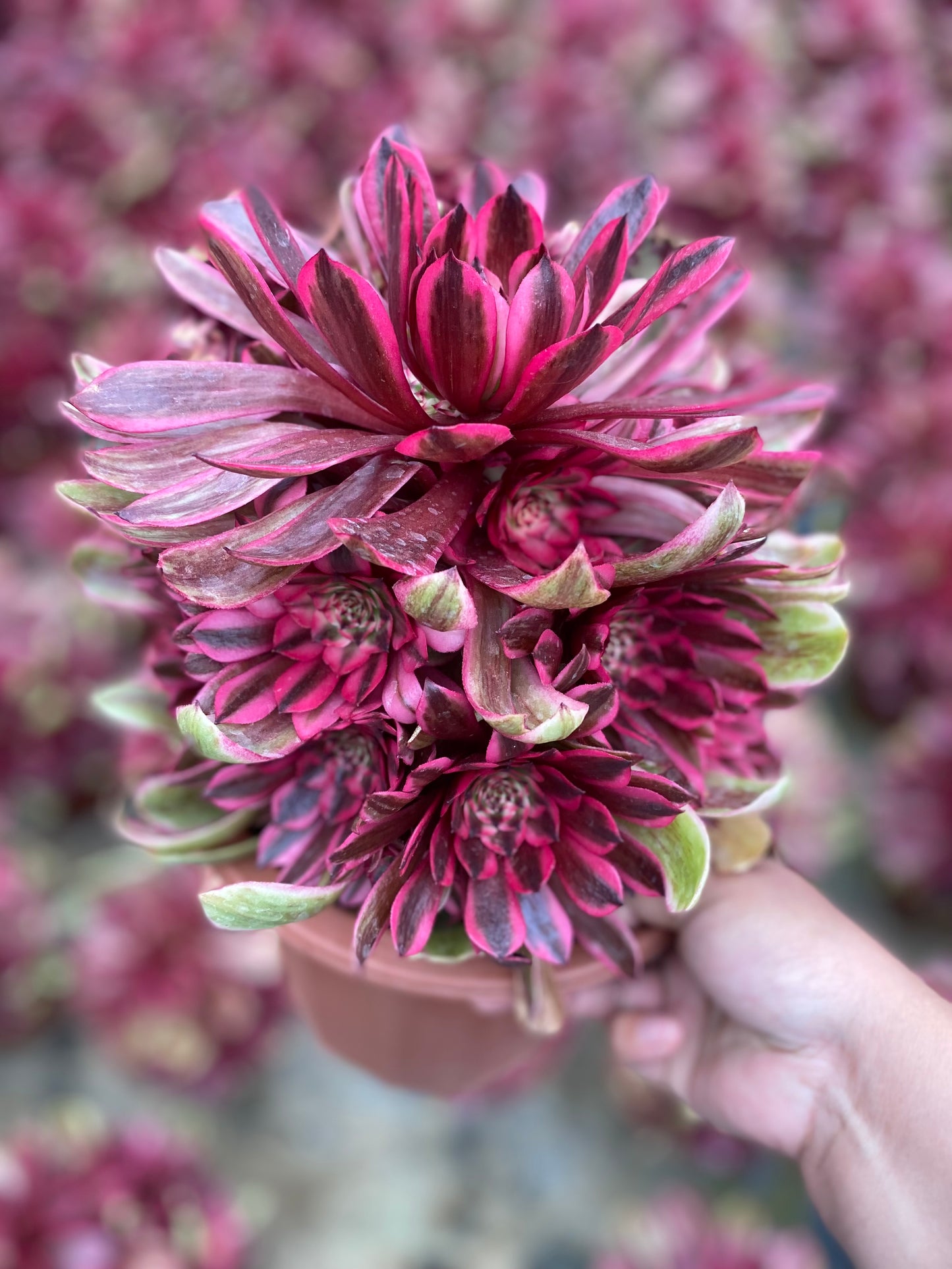 Pink Moonlight/粉体白月光 cluster 20-30cm at least 10 heads