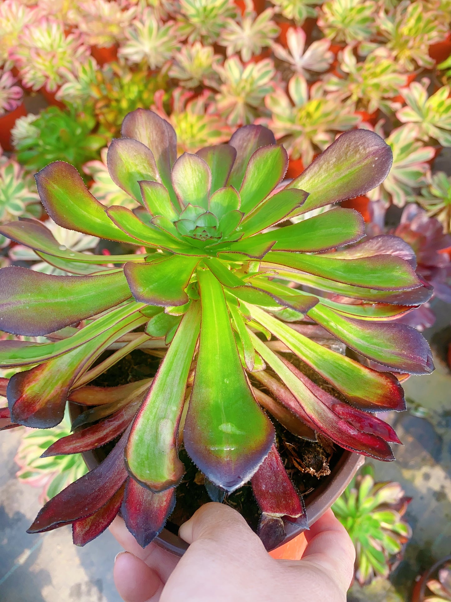 Colorful Dark Loli/黑萝莉七彩 cluster 20-30cm at least 8 heads