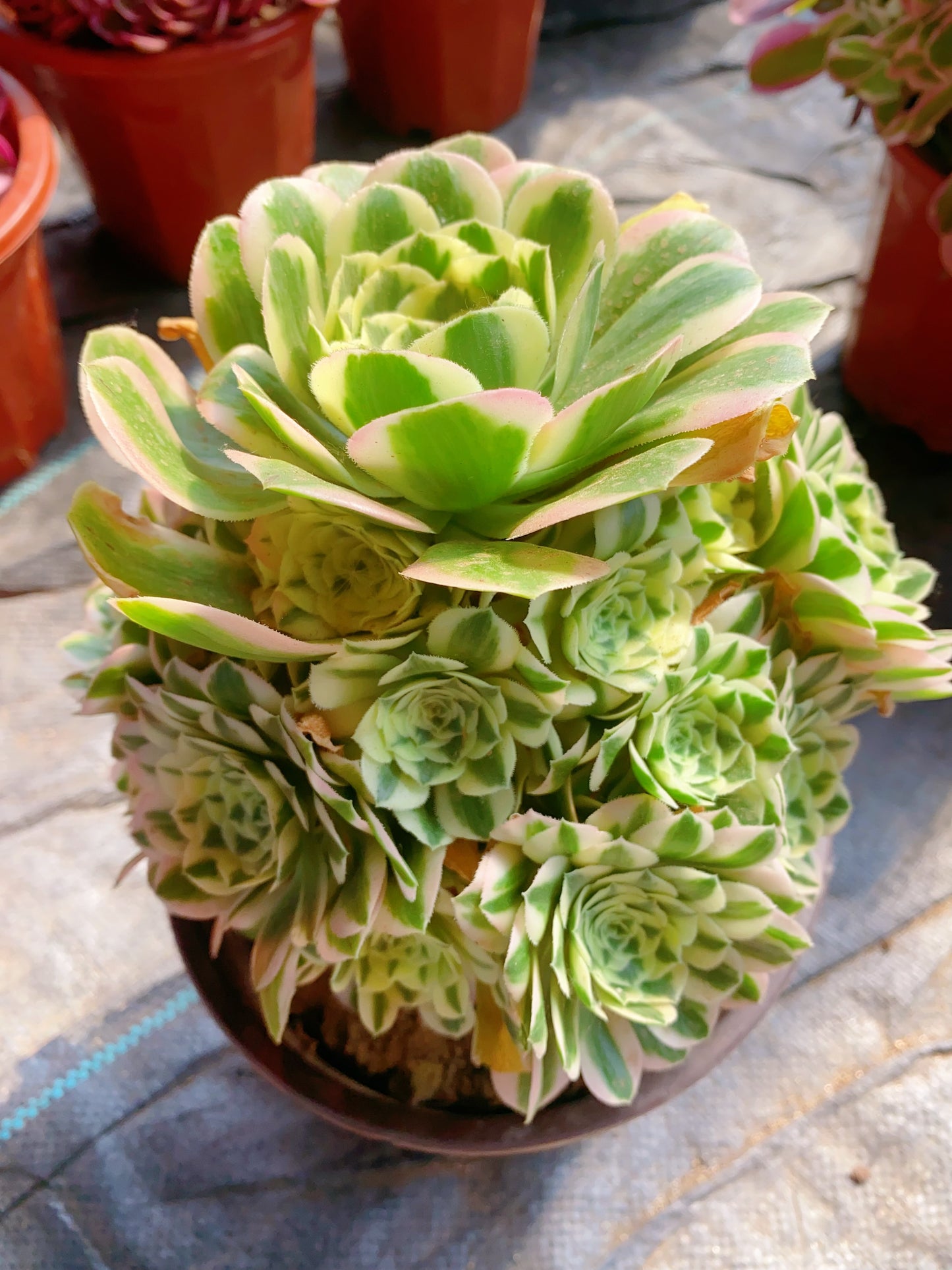 Maybach/迈巴赫 Cluster At least 20 heads 20cm-25cm two years old