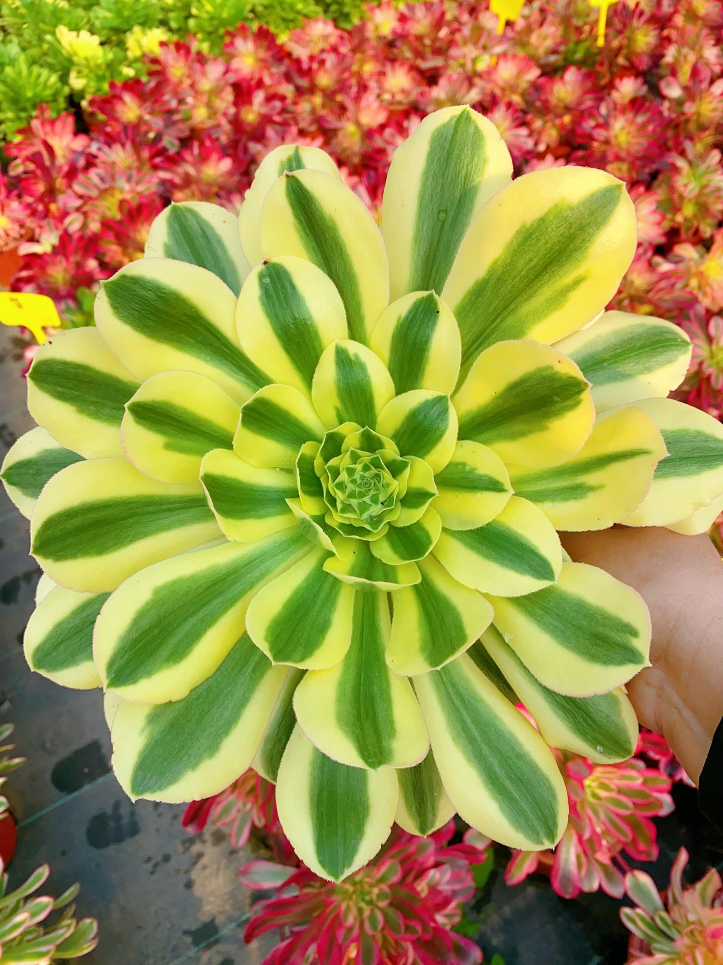 Green Amber/绿珀 cluster at least 4 heads 20-30cm