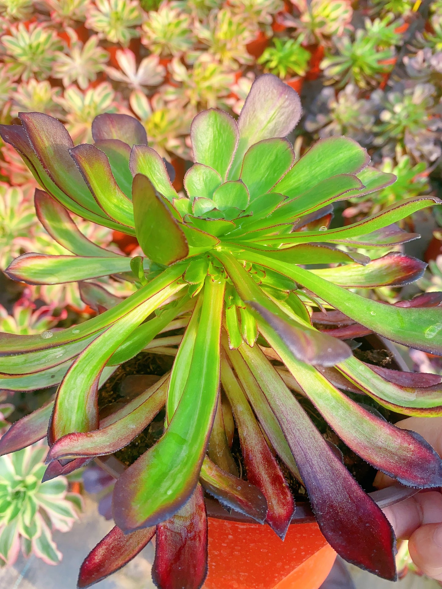 Colorful Dark Loli/黑萝莉七彩 cluster 20-30cm at least 8 heads